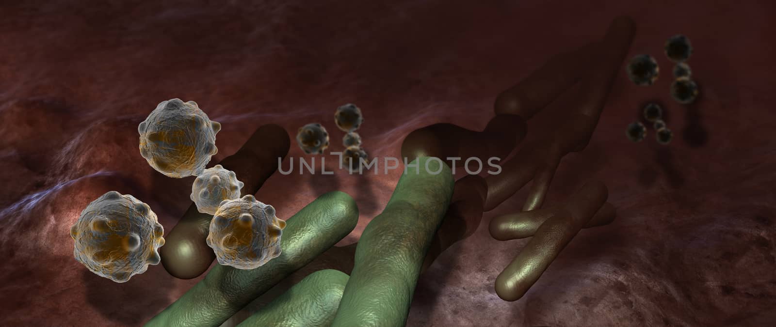 Virus and bacterium by vitanovski