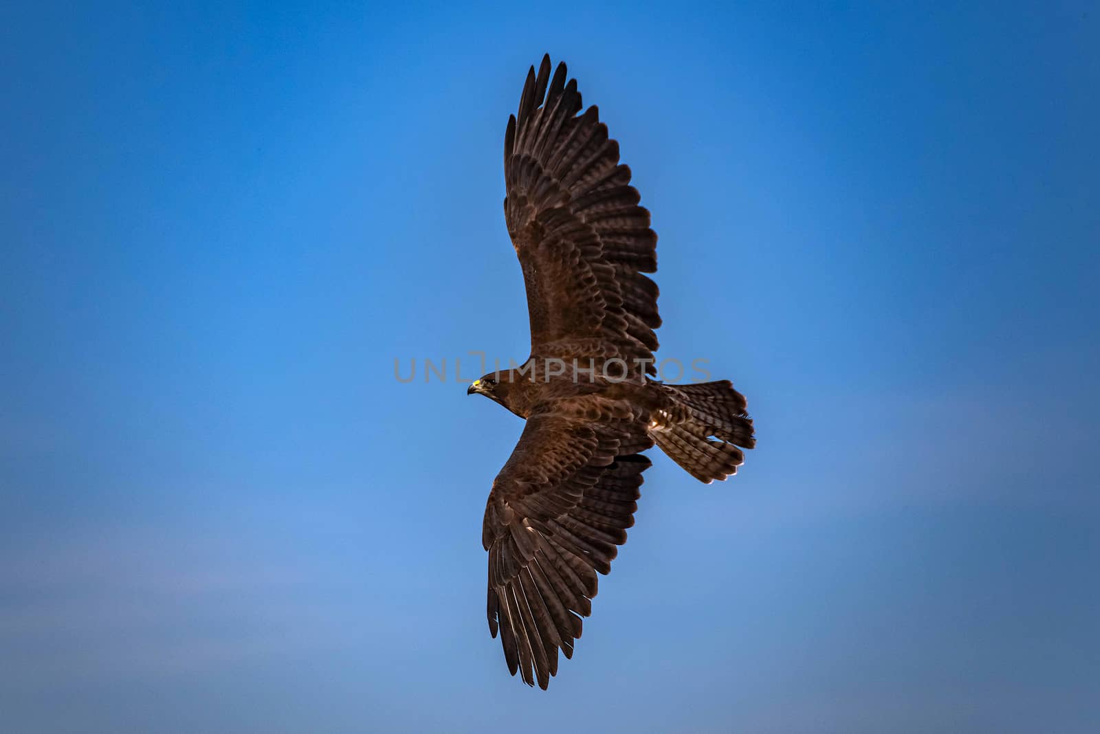 Harris's Hawk flying through the blue sky.