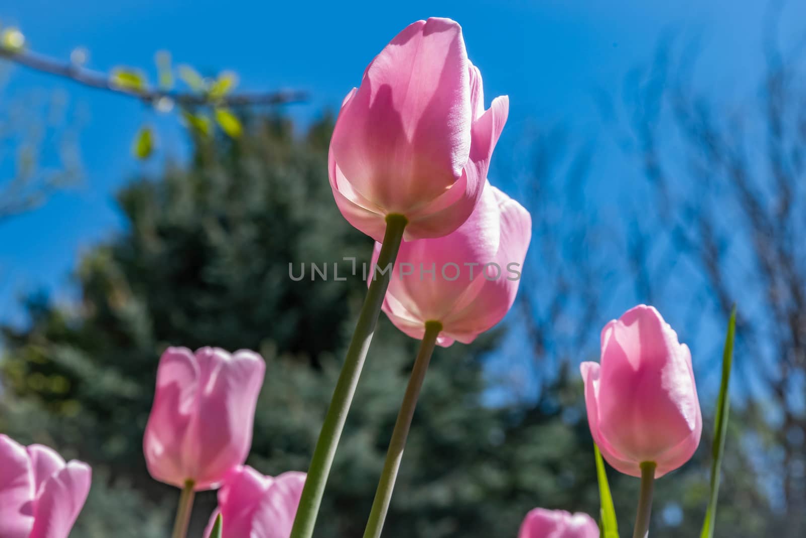 Close-up of Pink Tulips growing in a garden.