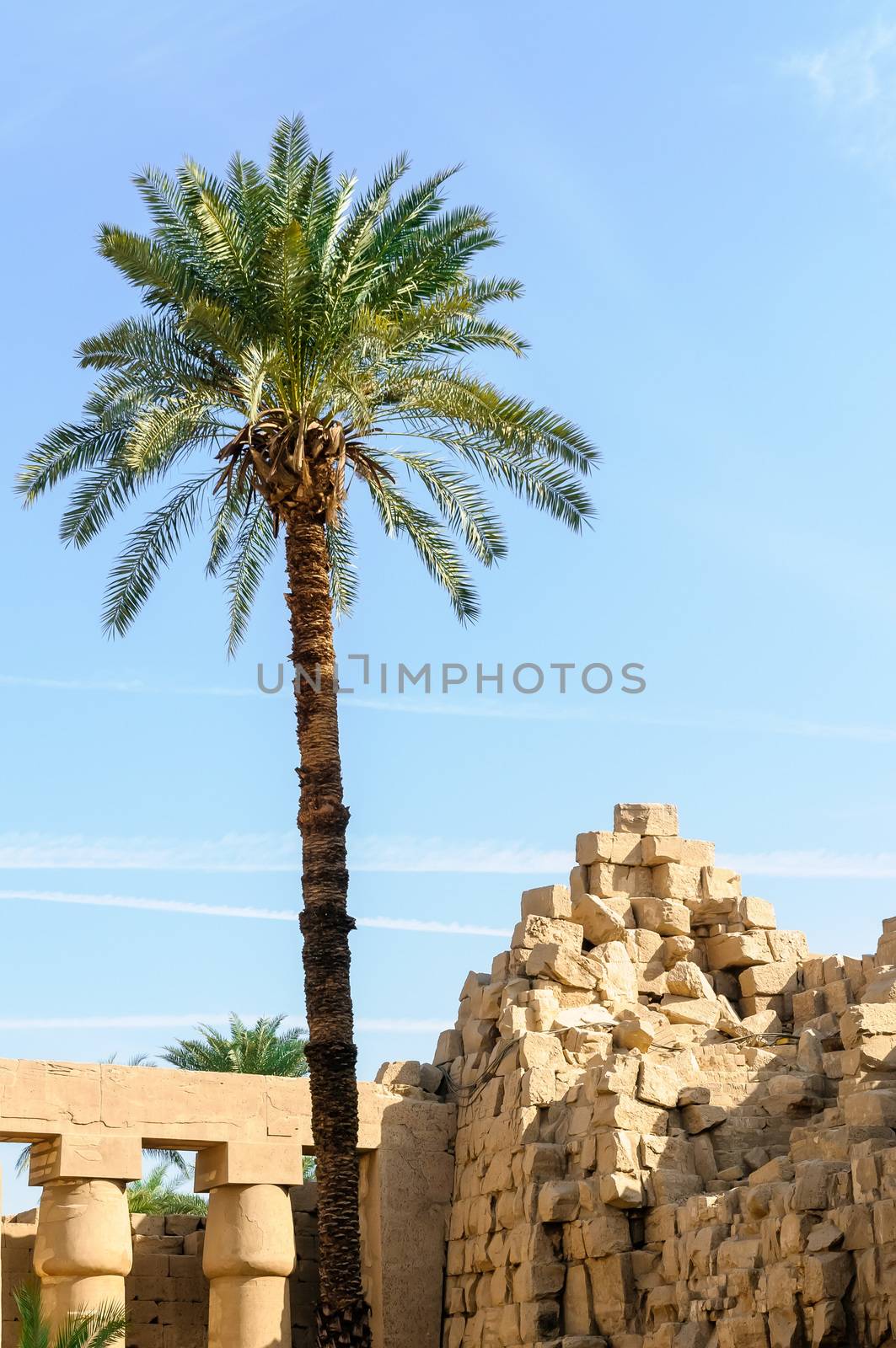 Palm and ruins in the Karnak temple in Luxor, Egypt by MaxalTamor