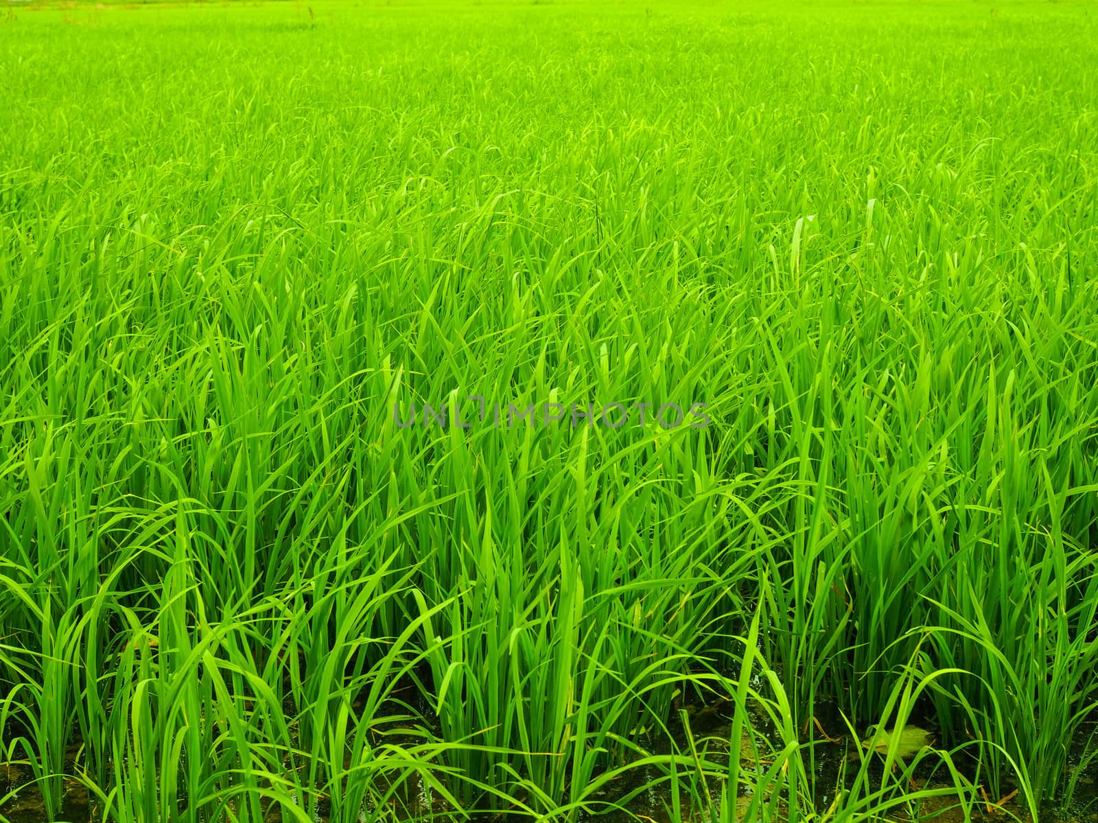 Green rice plants in the fields. by Unimages2527