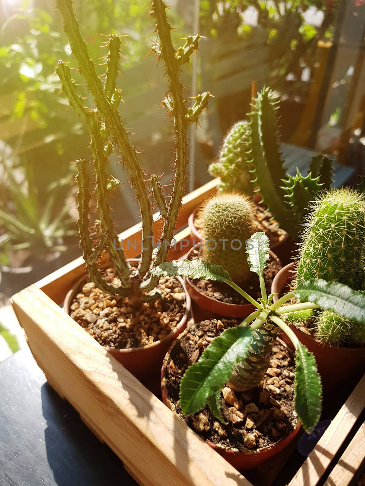 cactus in vintage wooden pot with morning light, cactus cultivation is a popular hobby by asiandelight