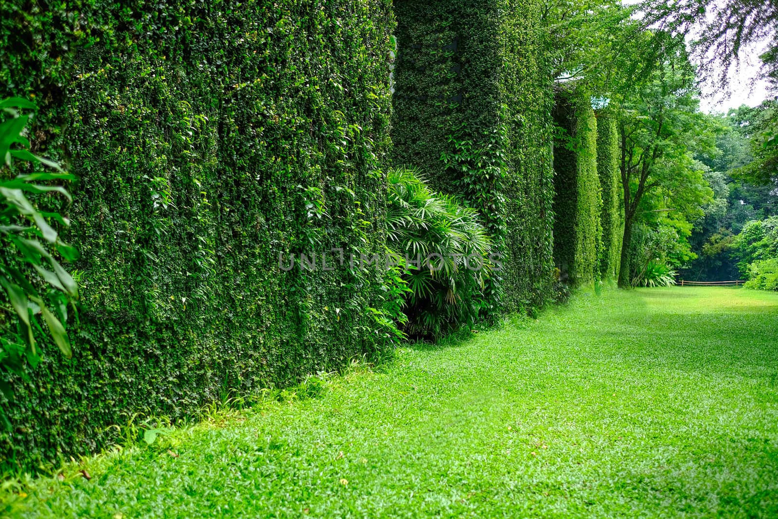 Unidentified buildings with thick luscious green ivy covered walls. Nature background, wallpaper concept