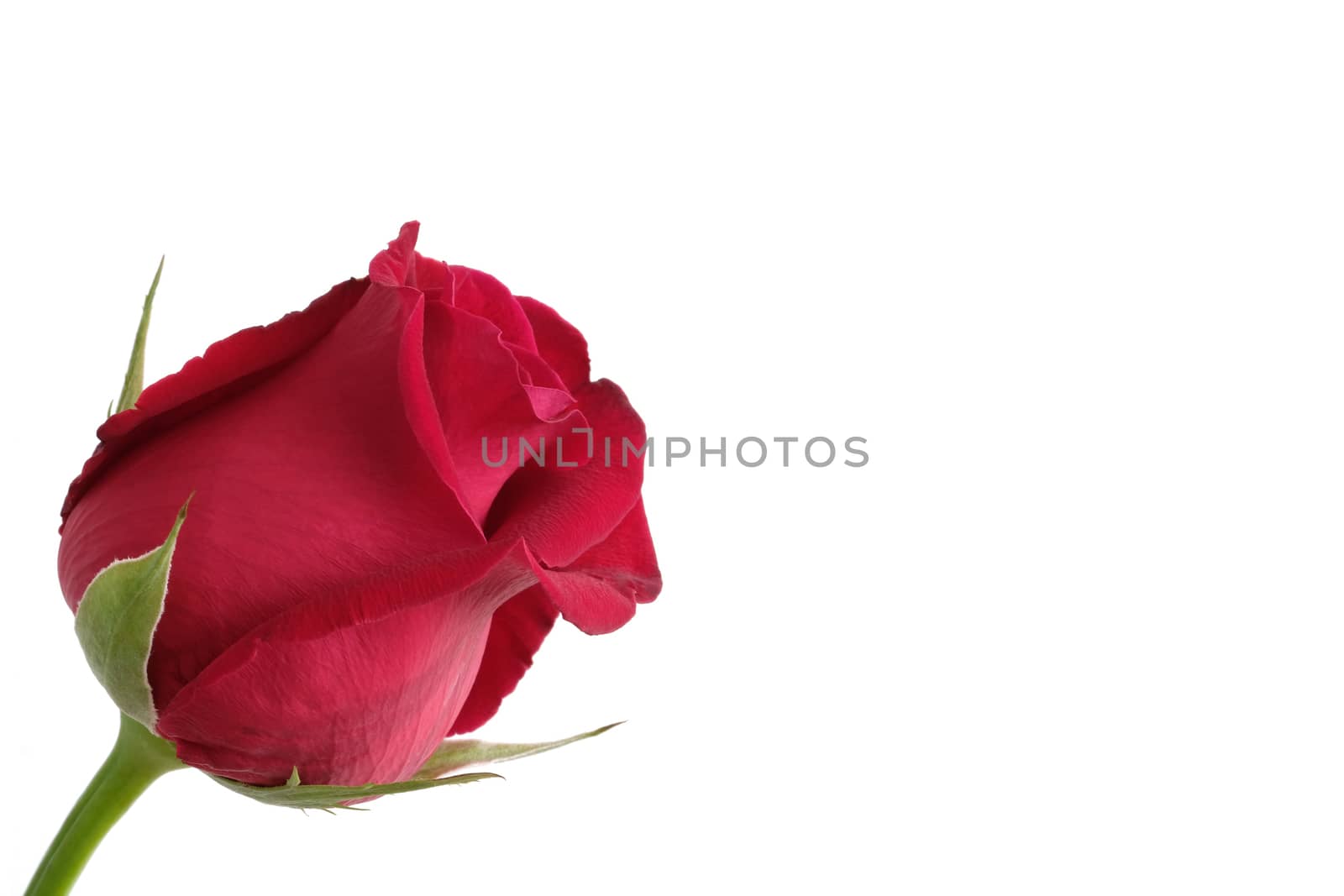 a beautiful red rose isolated on white background