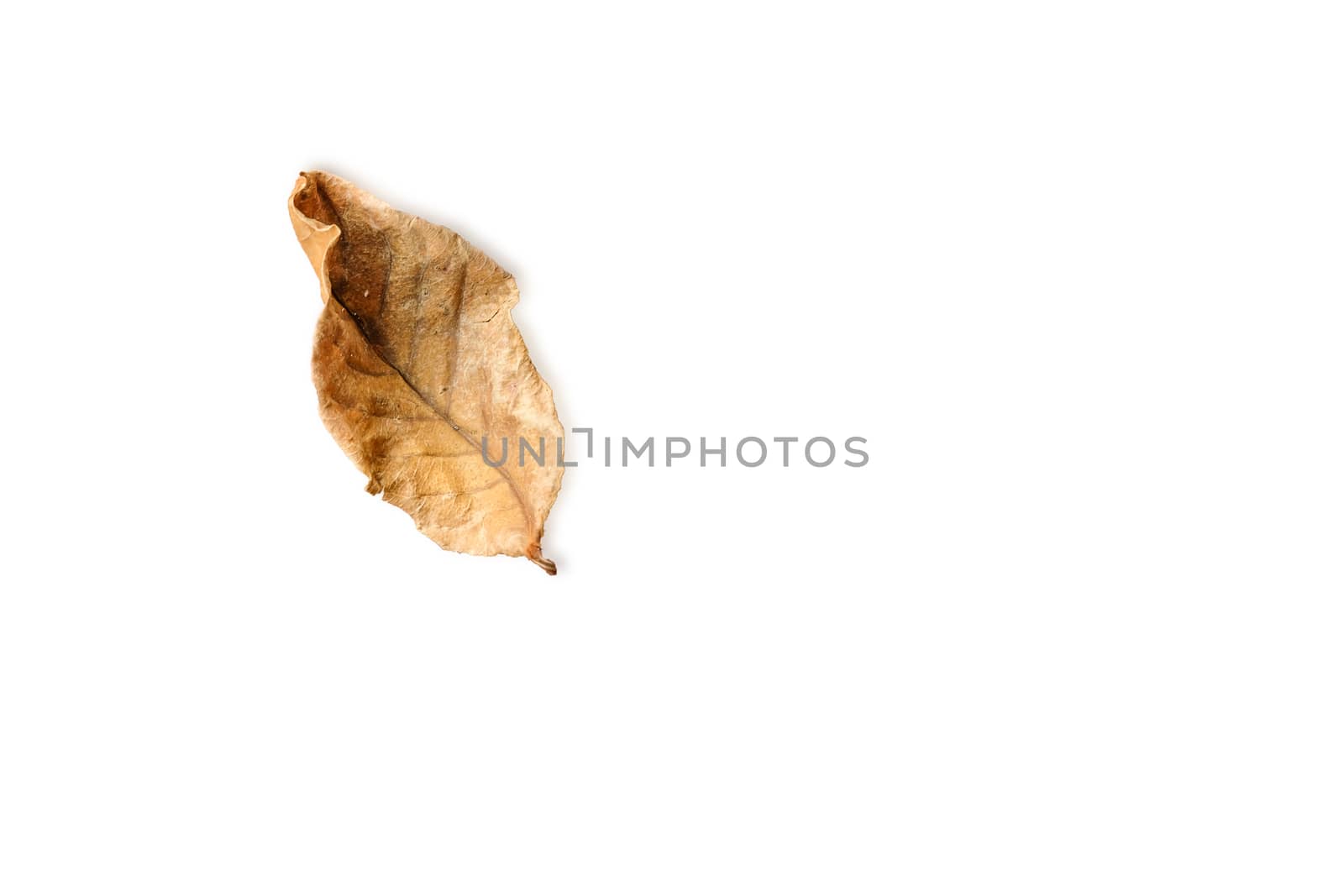 Dry leaf isolated on white background, top view, copy space