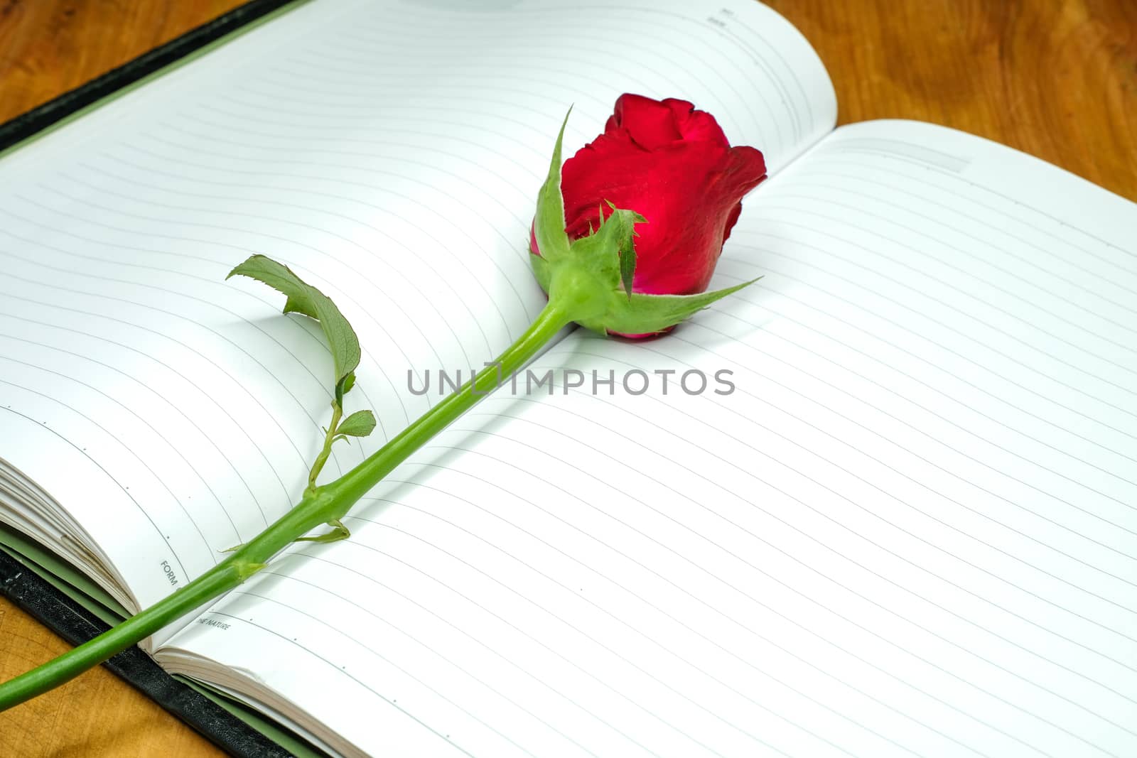 a single red rose lying on a page of a notebook, top view, copy space