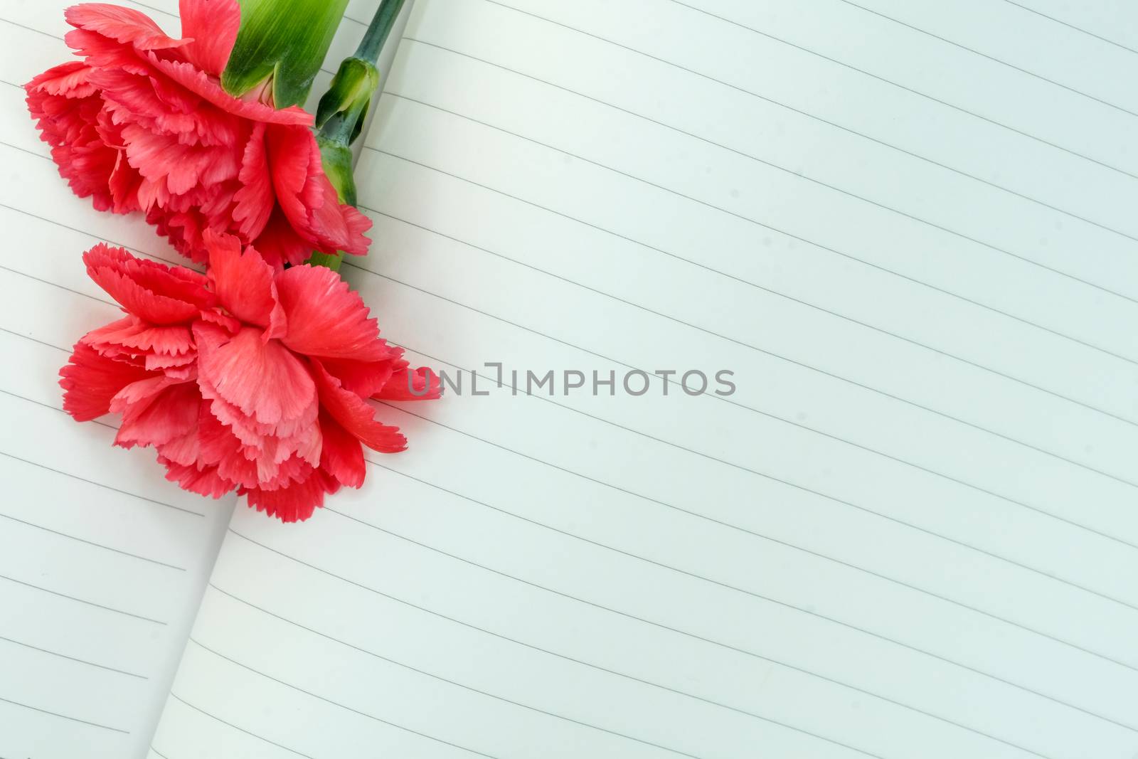 two beautiful pink carnations on empty pages of a notebook