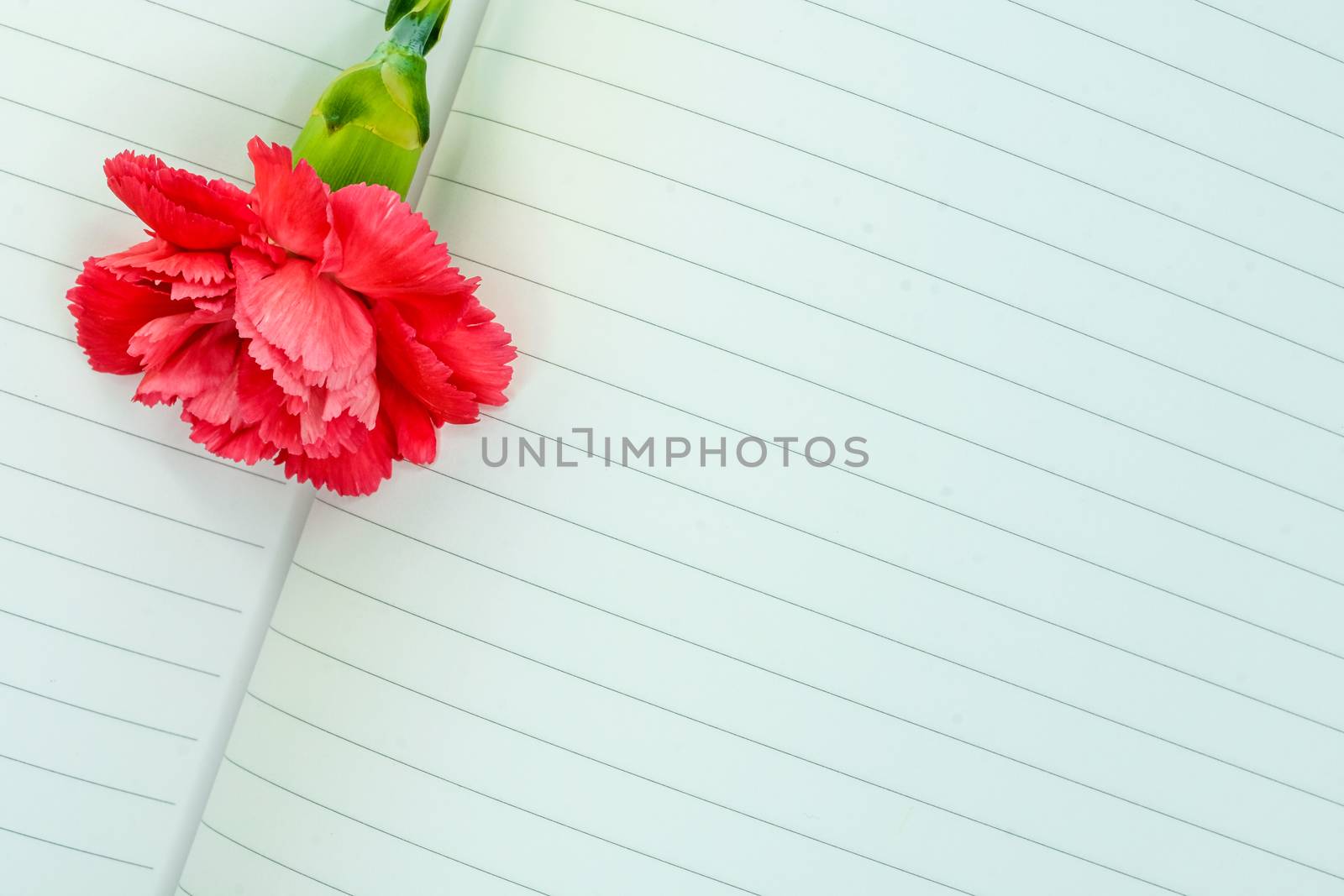 a beautiful pink carnation on empty pages of a notebook