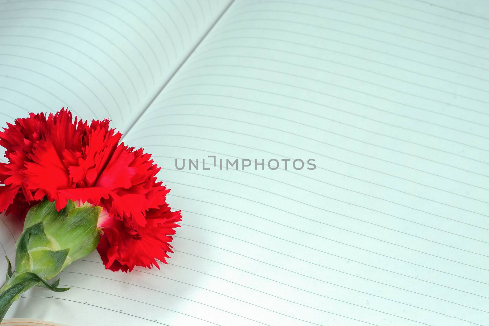 open diary or notebook of love and romance with a red carnation lying on top of empty pages to write down passionate and romantic notes. copy space, top view