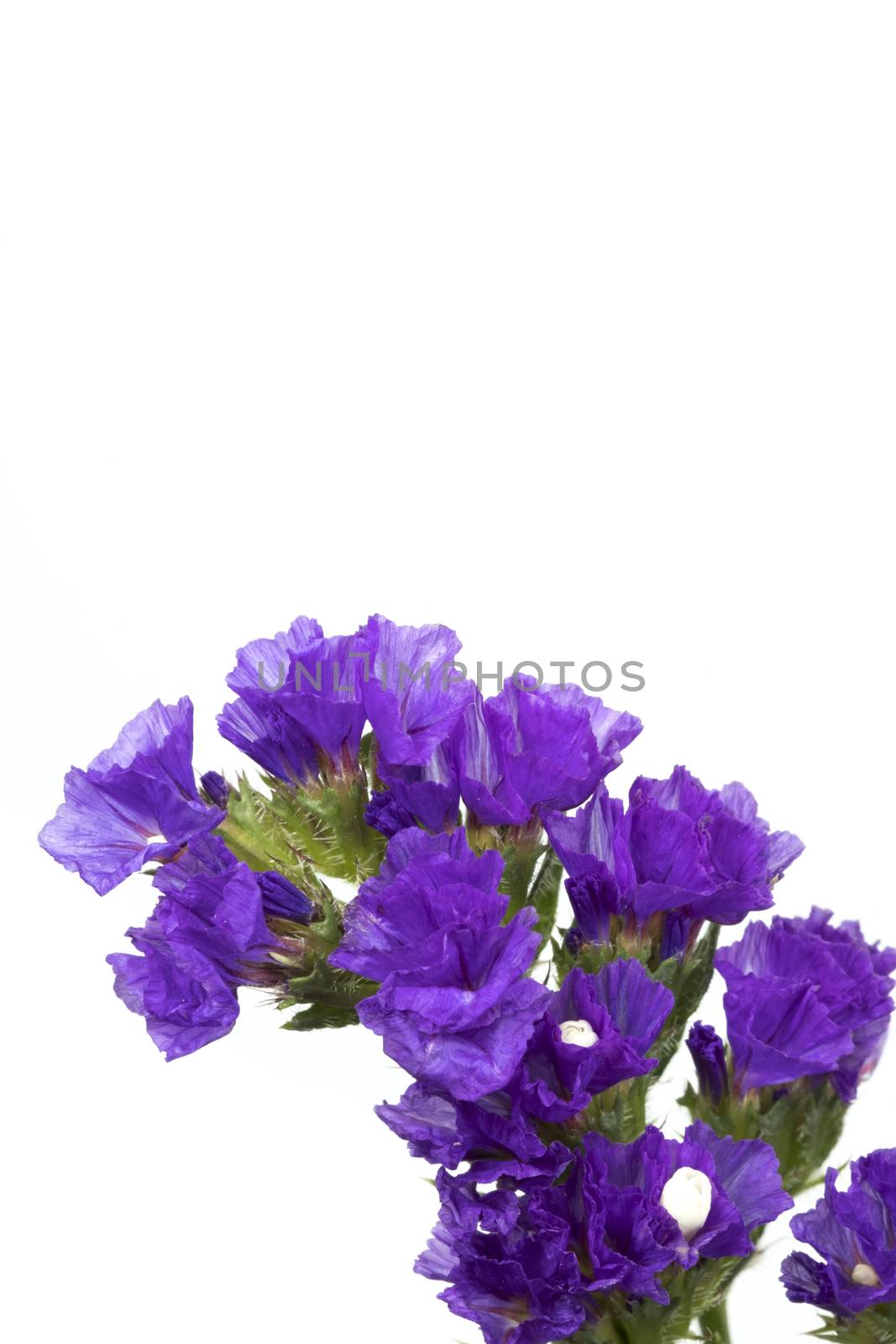 purple statice, isolated on white background, closeup, macro view