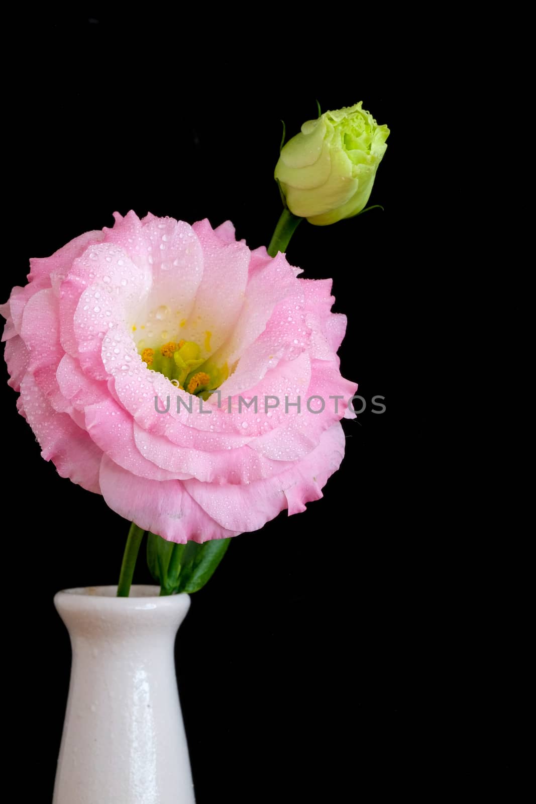 delicate and beautiful pink Lisianthus by Nawoot