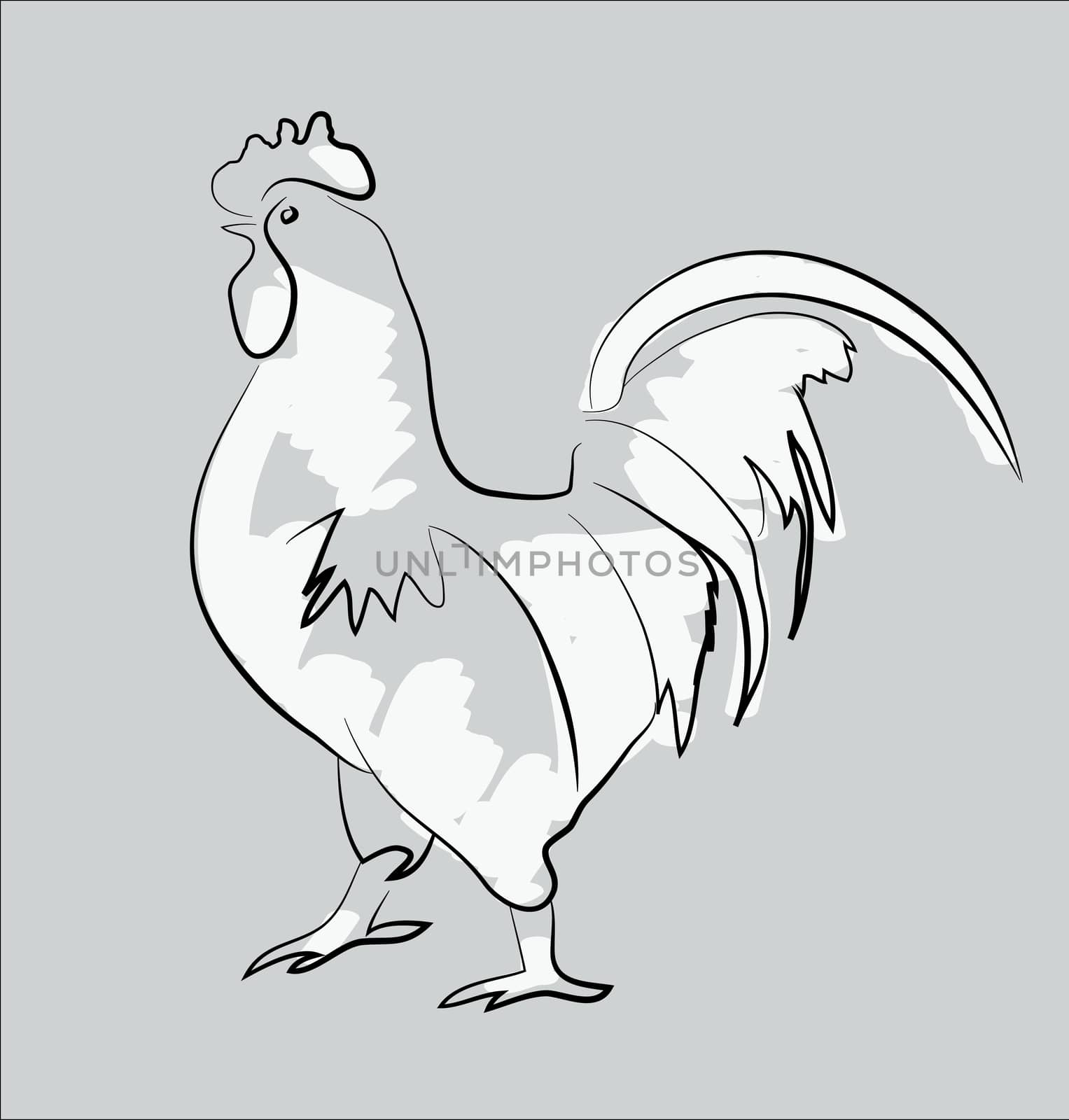 rooster by vitanovski