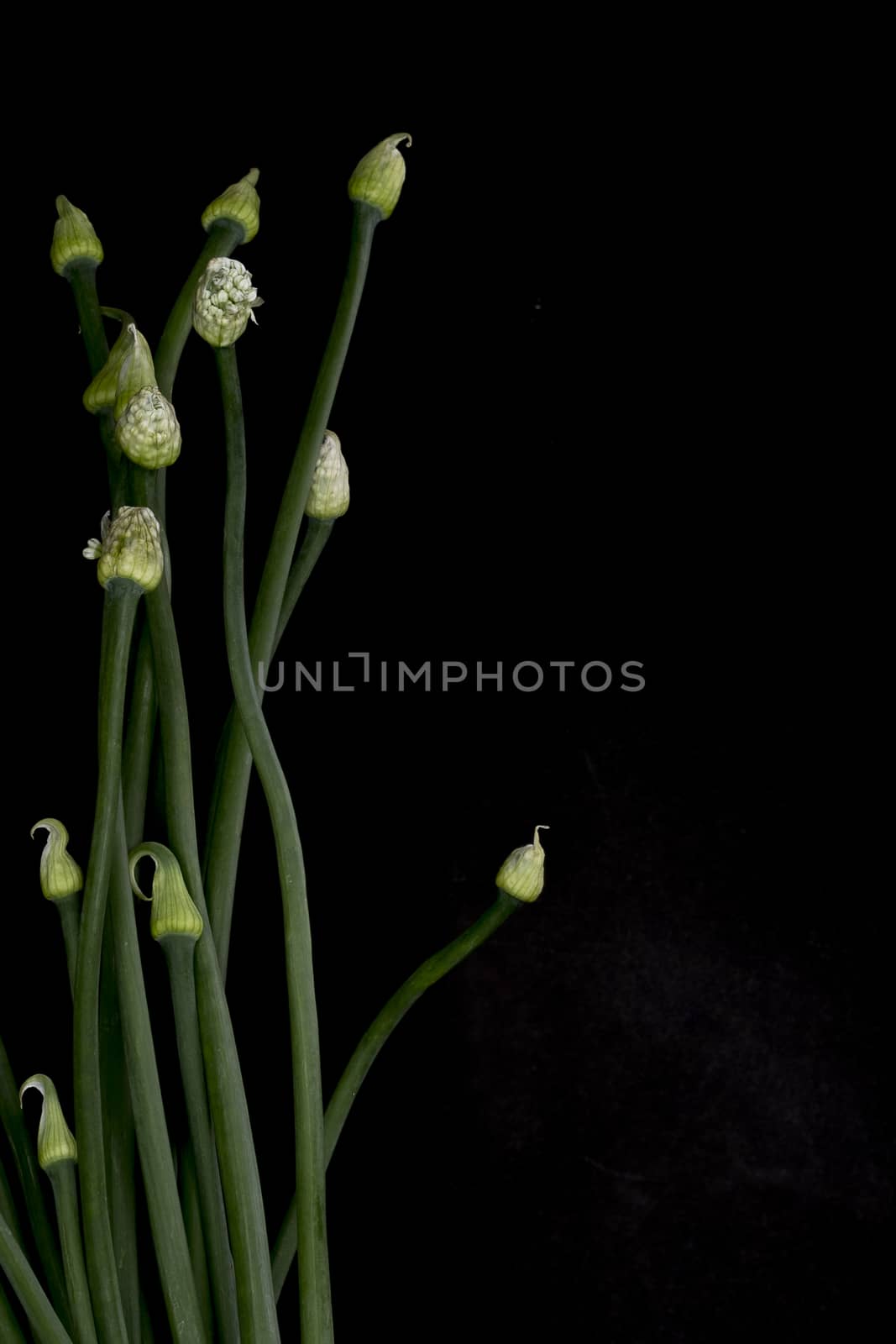 Chinese garlic flowers, on black background