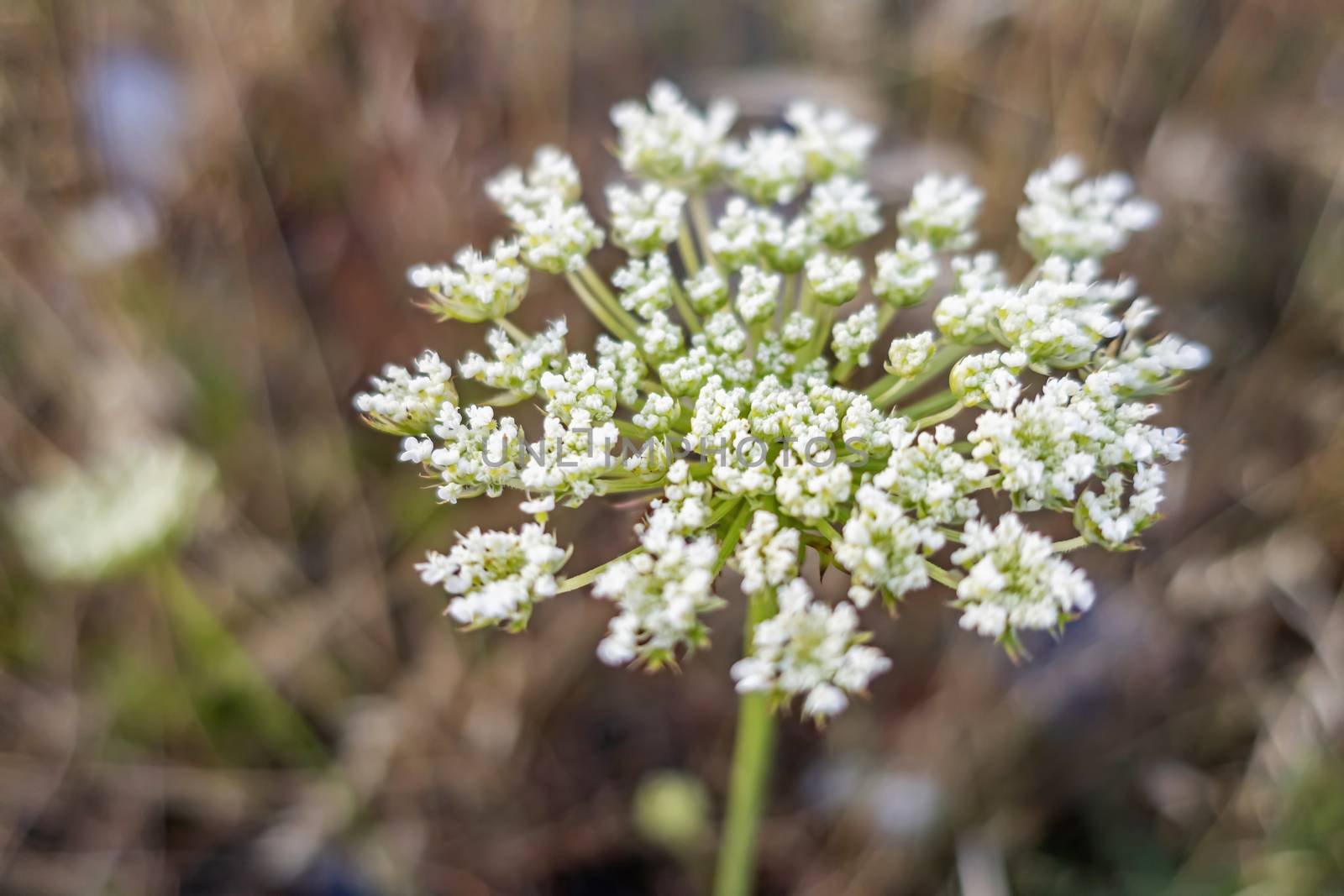 close up weeds in nature