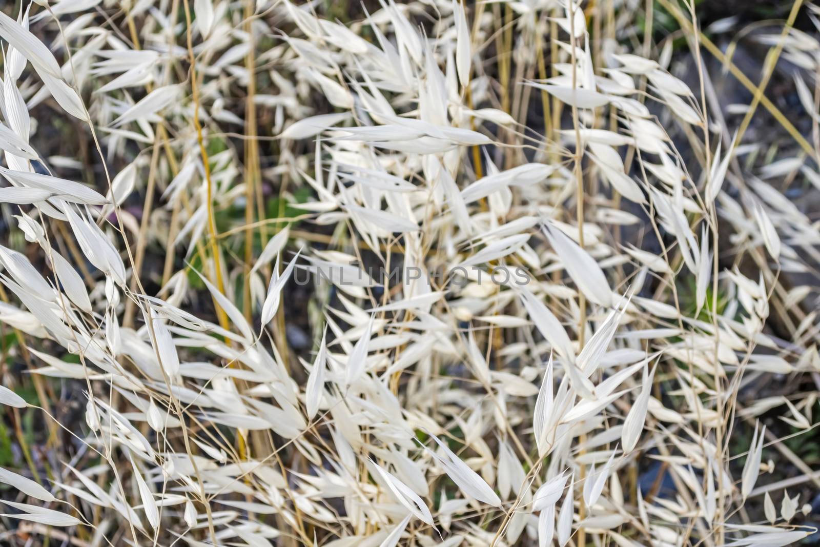 close up weeds in nature