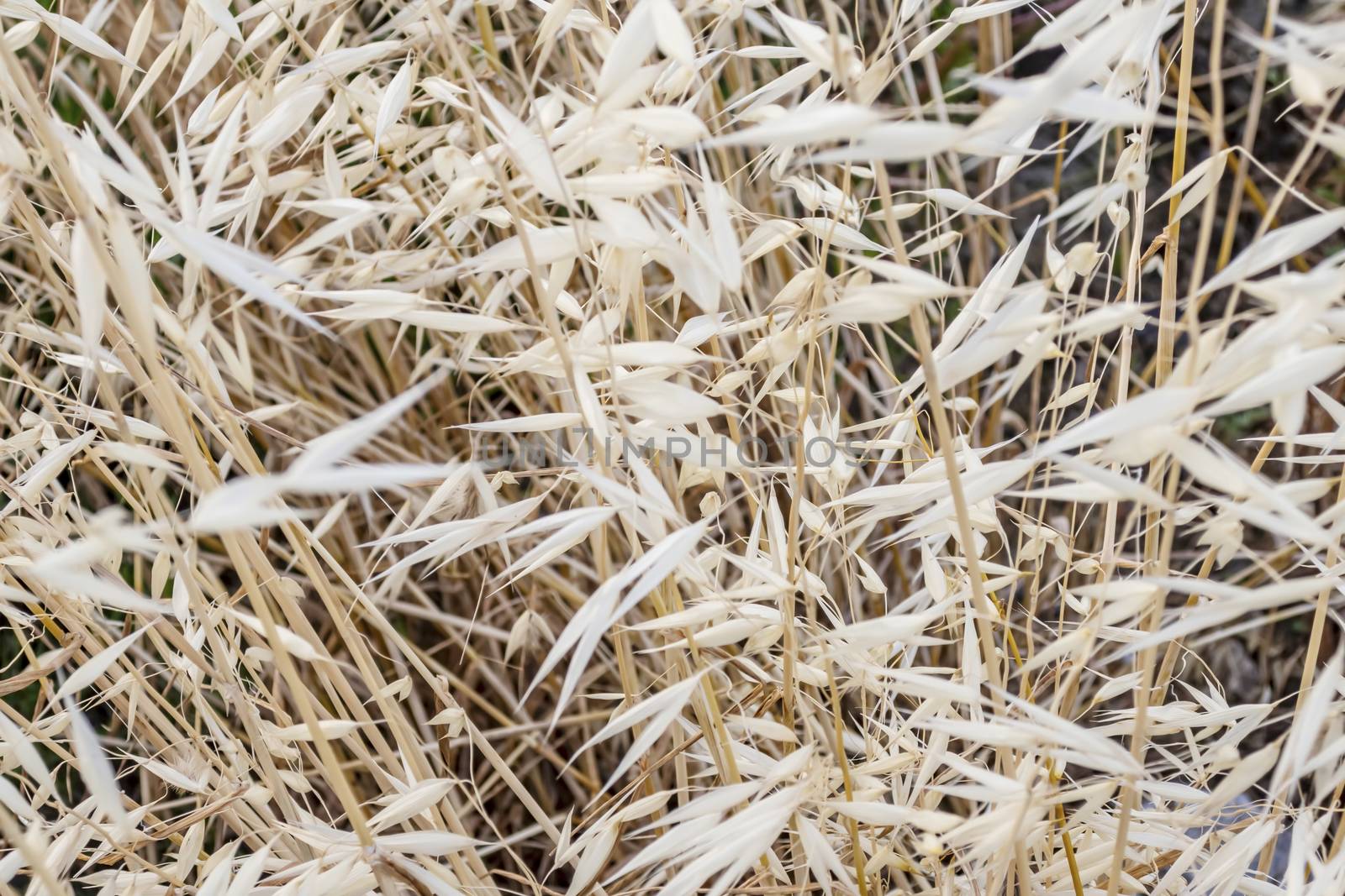 close up weeds in nature