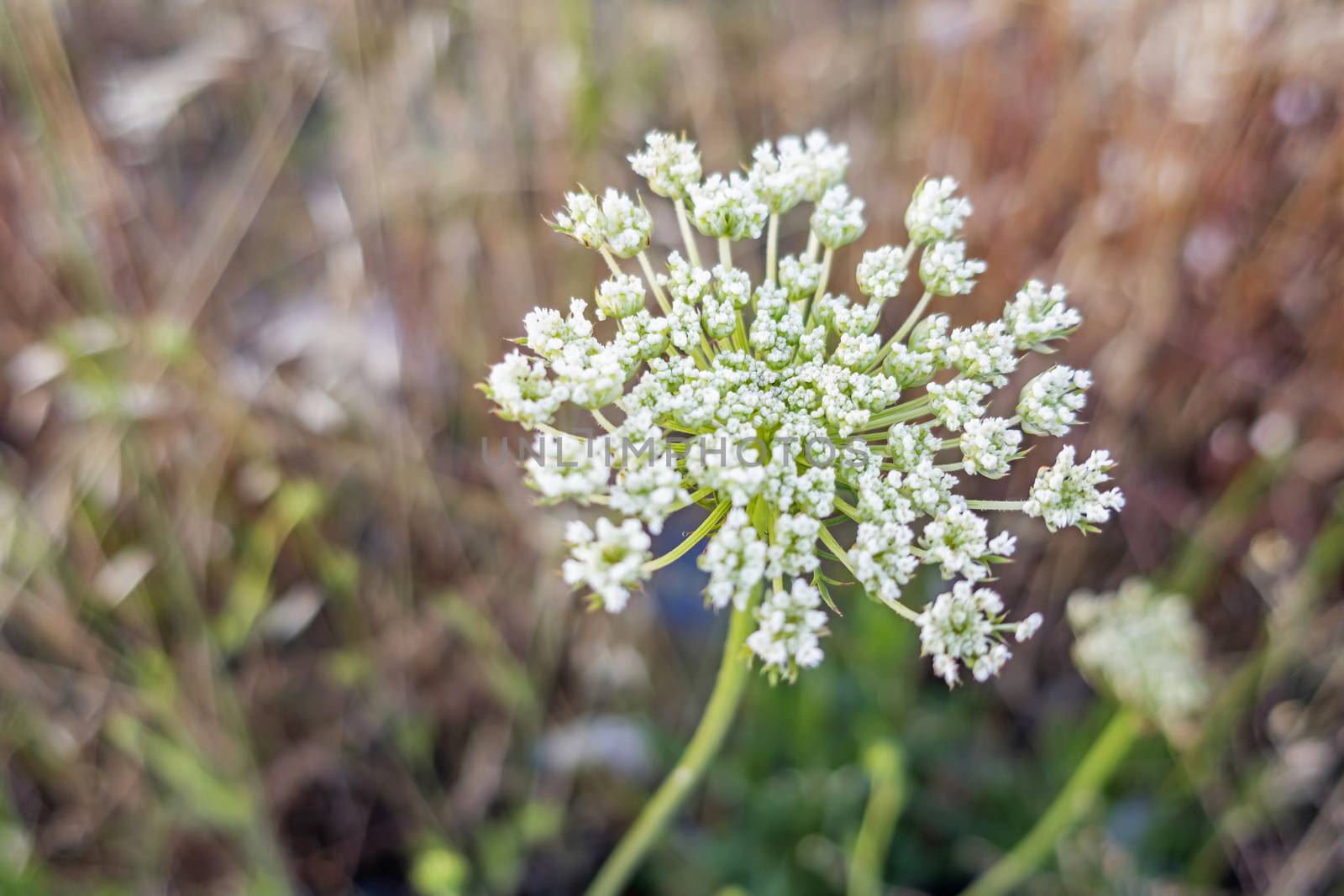 close up weeds in nature