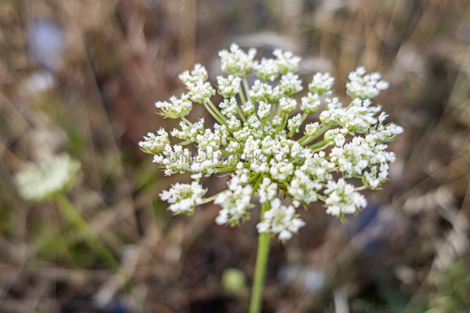 close up weeds in nature