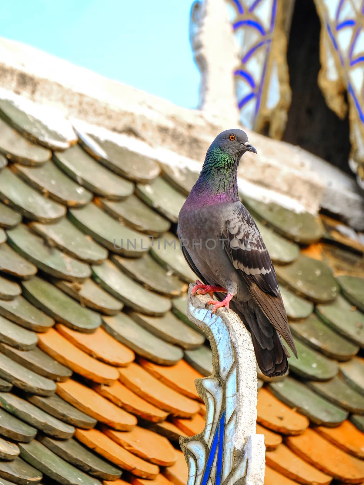 a beautiful pigeon perching on a temple roof