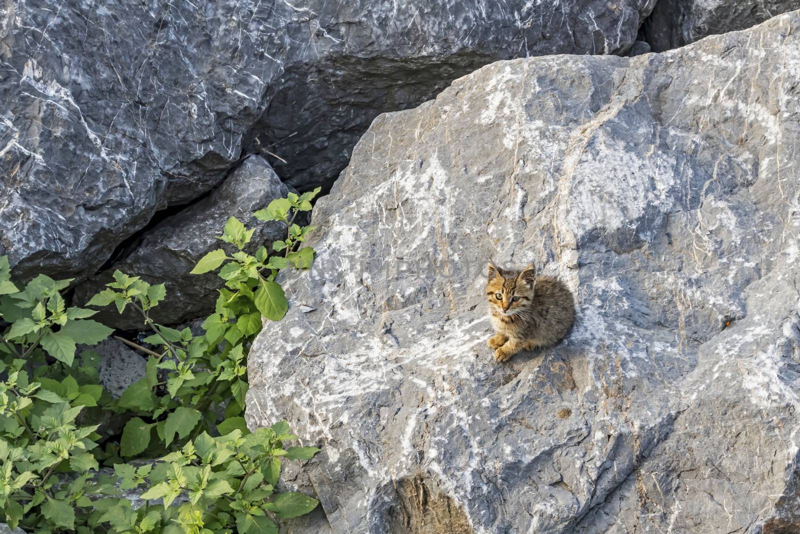 stone wall background and kitten