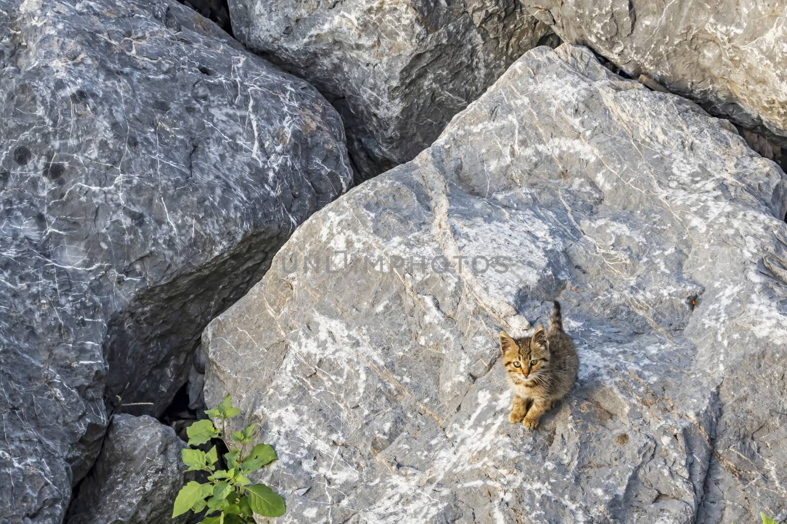 stone wall background and kitten