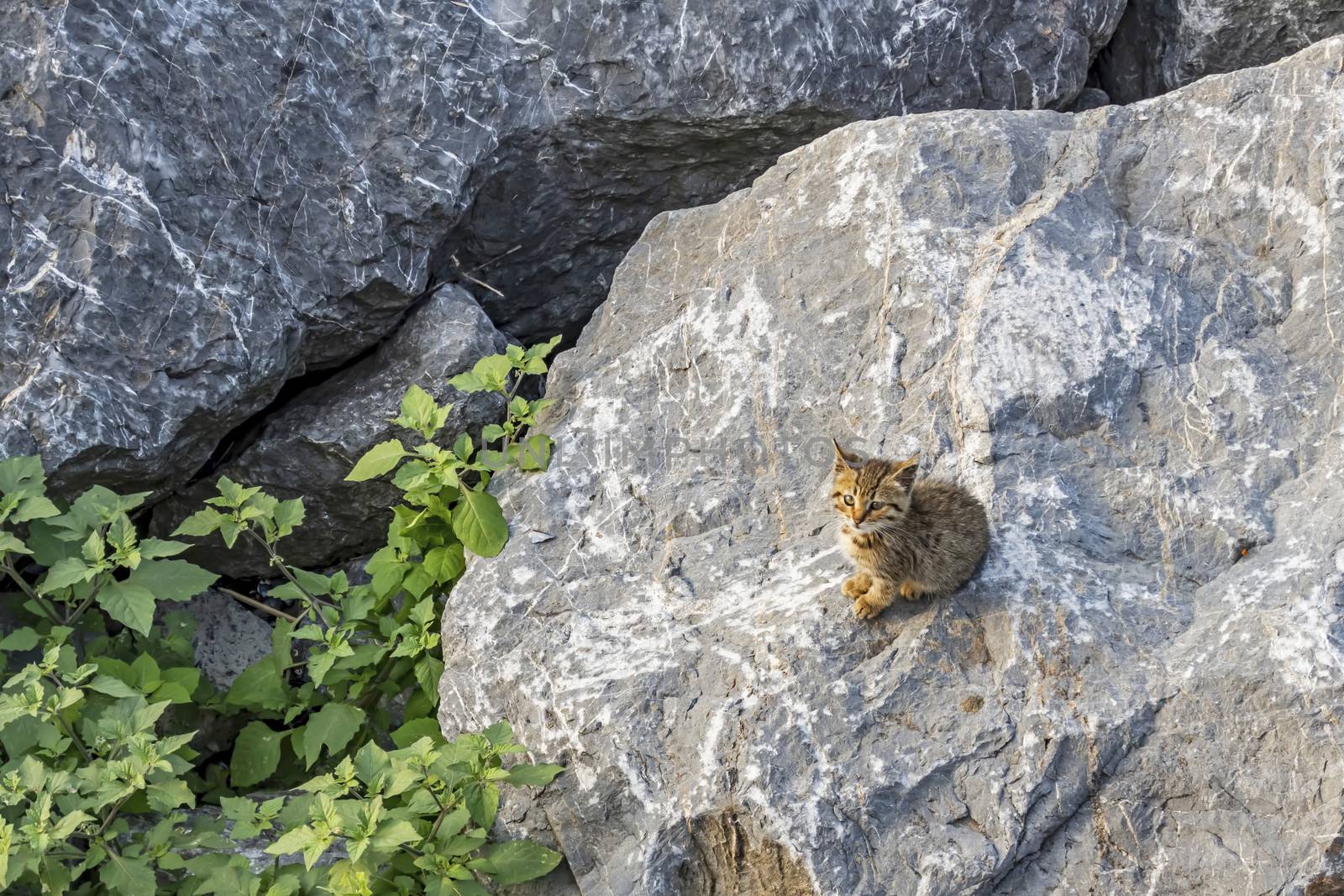 stone wall background and kitten