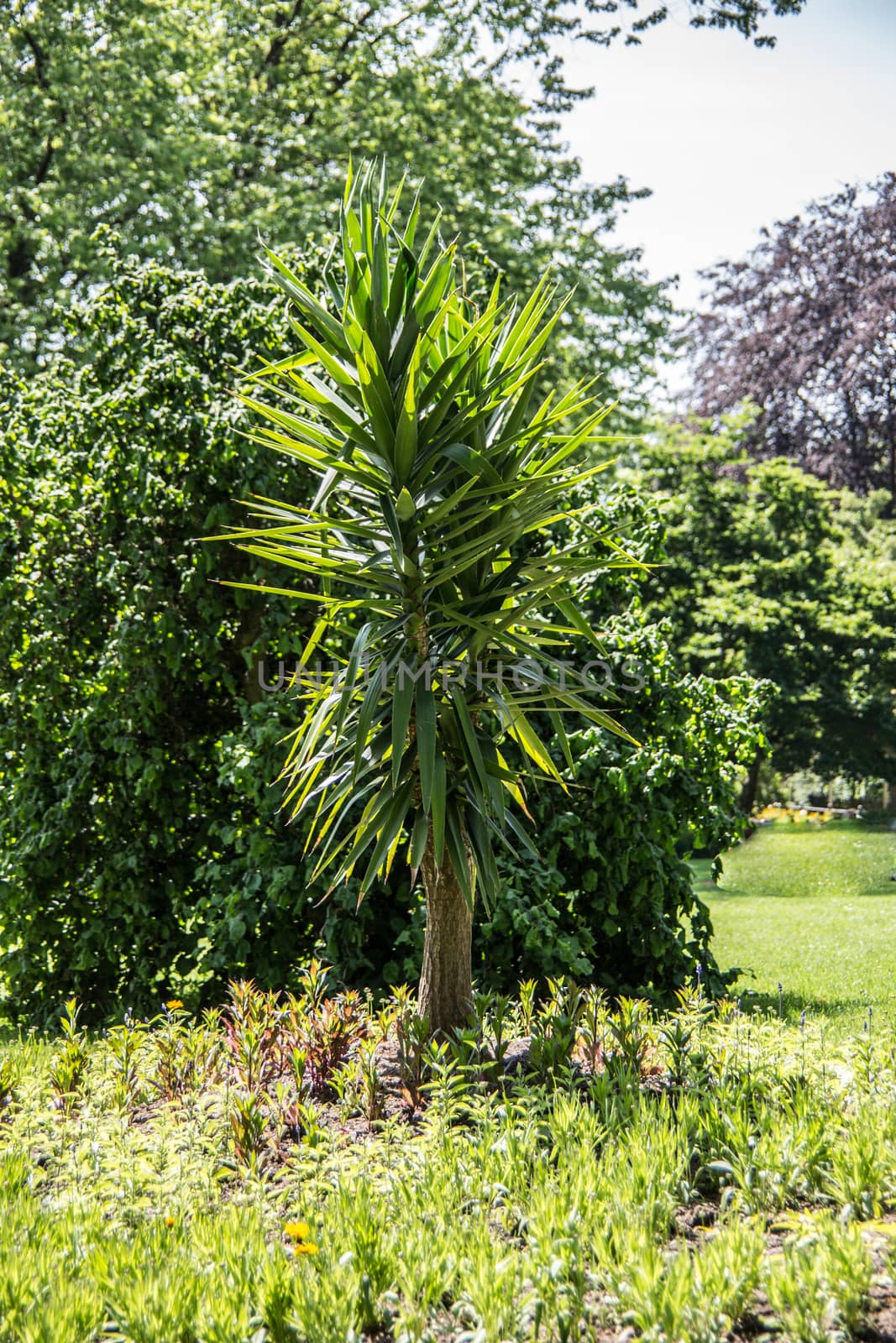 Palm and green plants in the castle garden