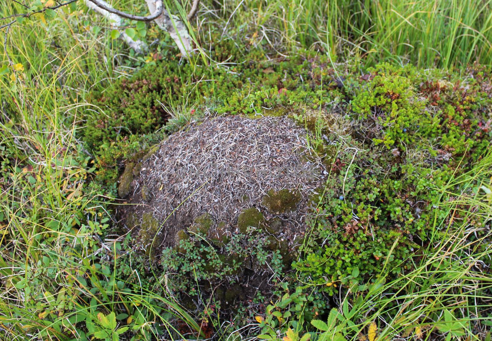 Ant mounds of the formica lugubris in the arctic tundra, northern Sweden by michaelmeijer