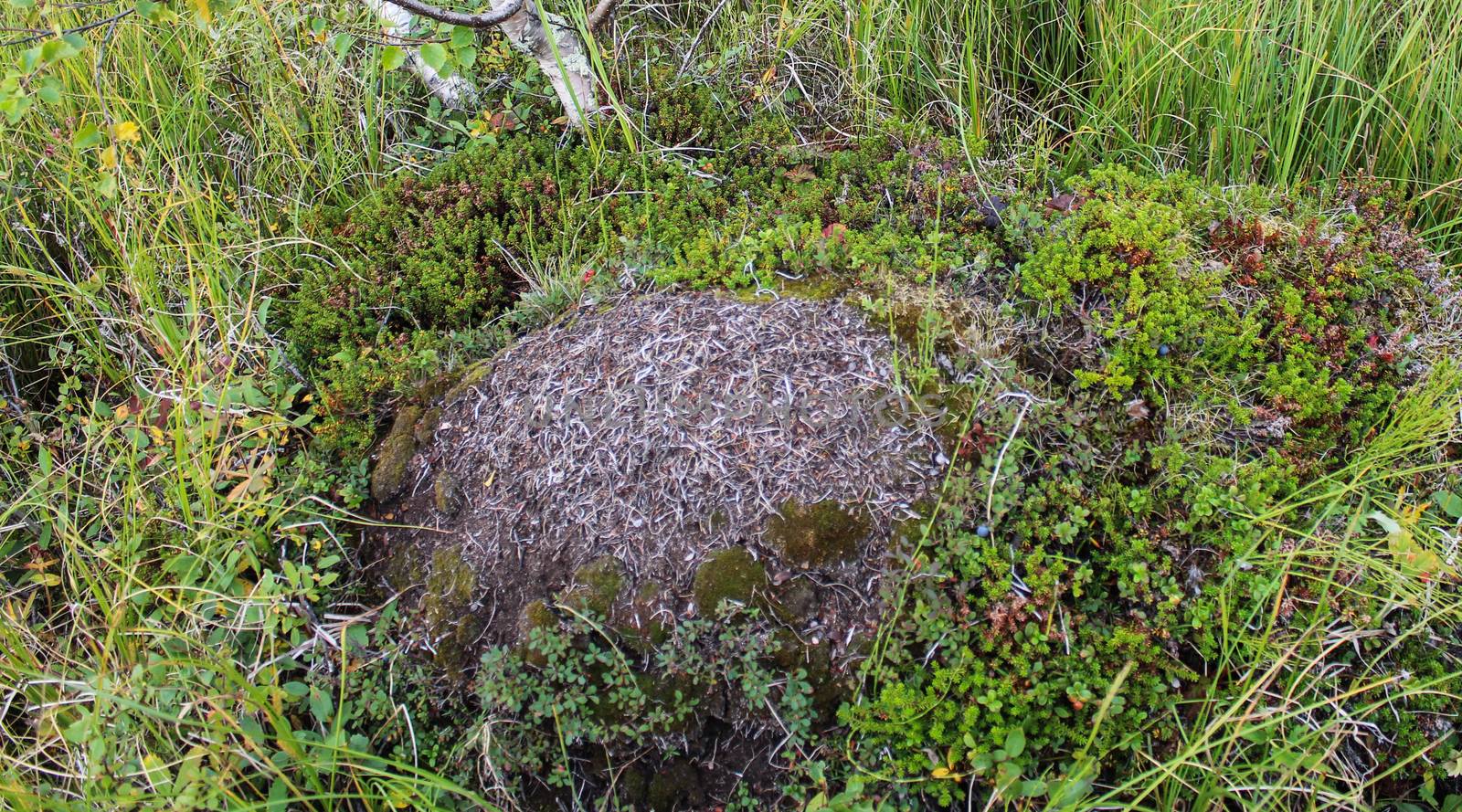 Close up of Ant mounds of the formica lugubris in the arctic tundra, northern Sweden