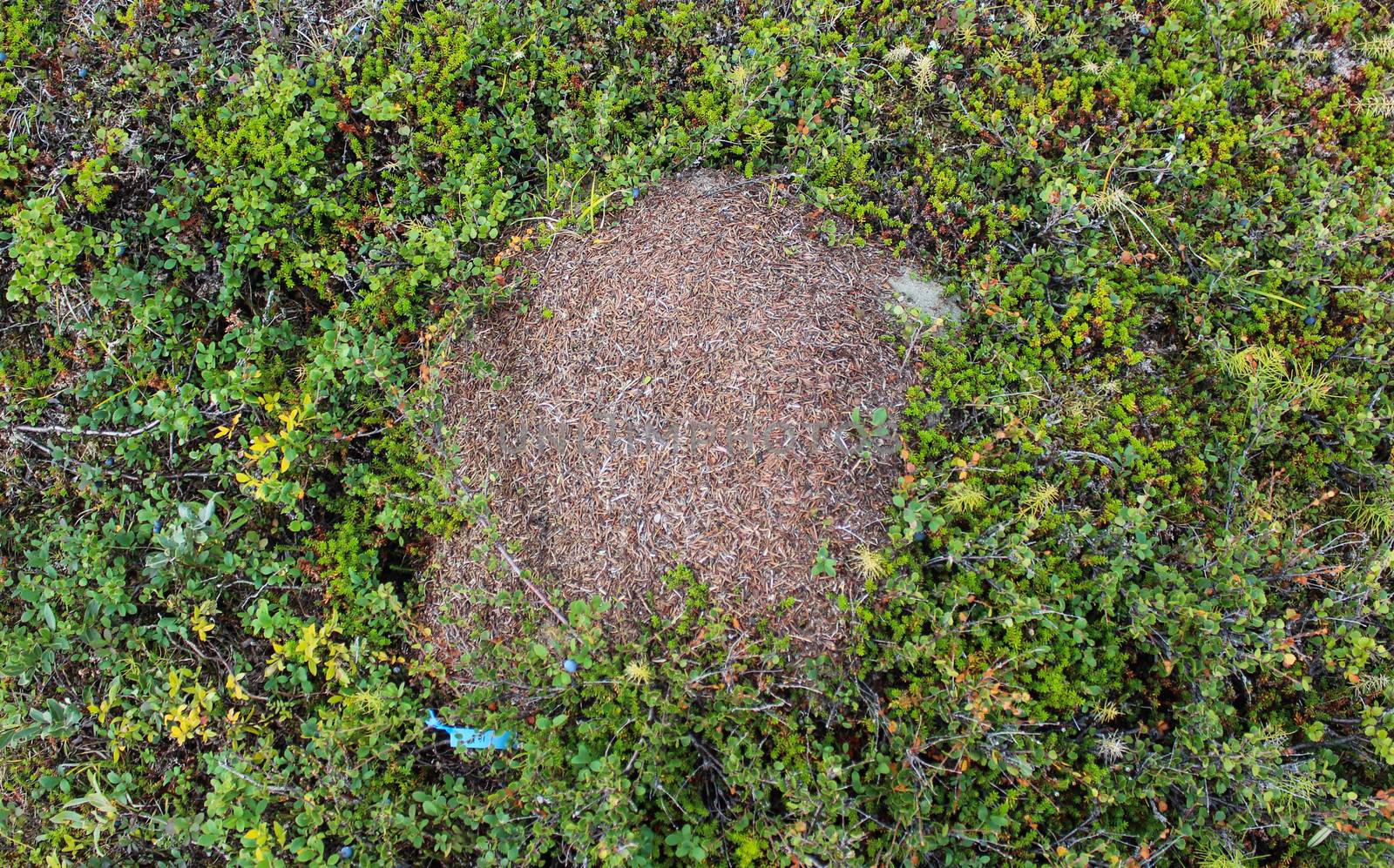 Close up of Ant mounds of the formica lugubris in the arctic tundra, northern Sweden