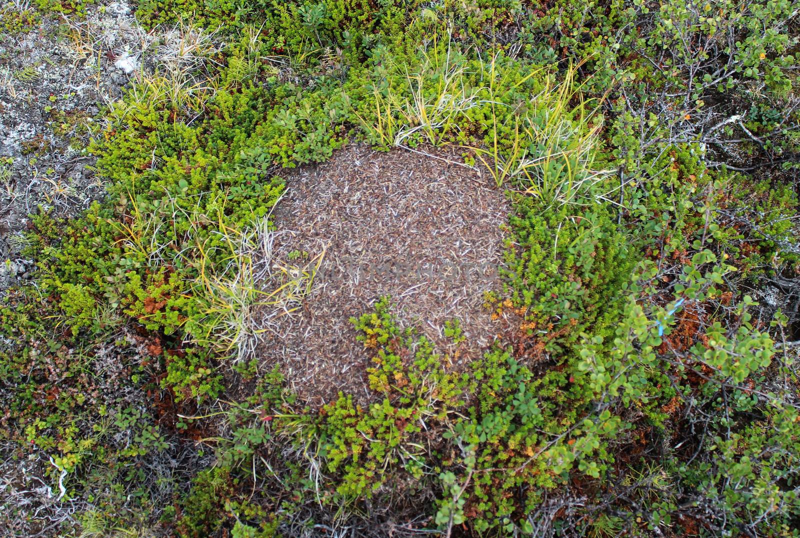 Close up of Ant mounds of the formica lugubris in the arctic tundra, northern Sweden