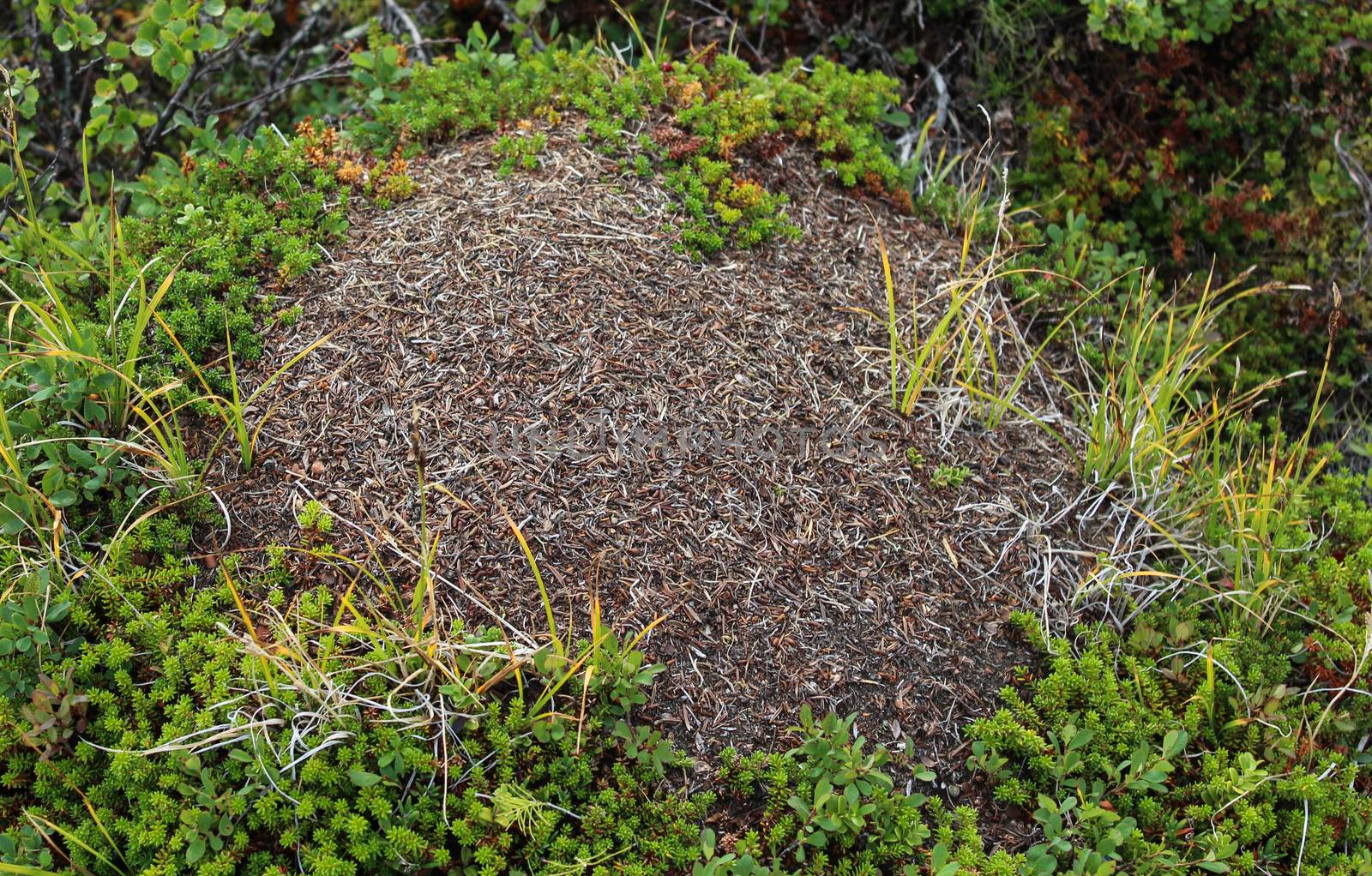 Ant mounds of the formica lugubris in the arctic tundra, northern Sweden by michaelmeijer