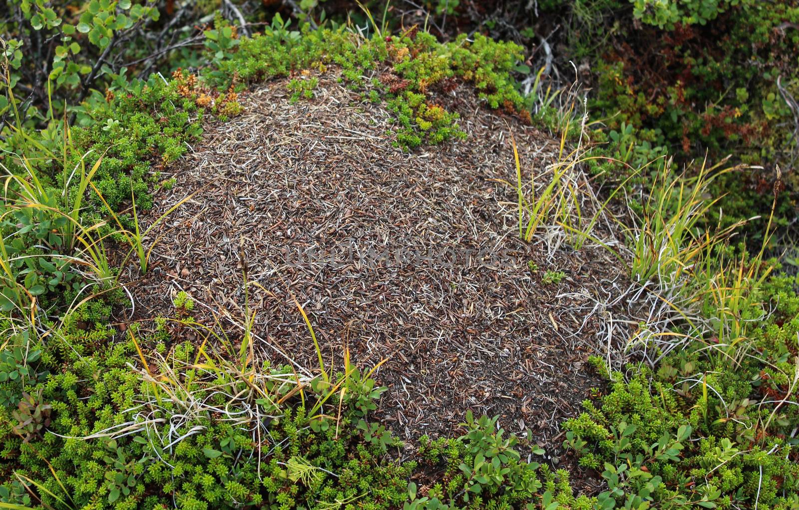 Close up of Ant mounds of the formica lugubris in the arctic tundra, northern Sweden