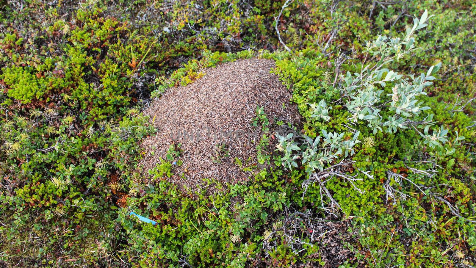 Close up of Ant mounds of the formica lugubris in the arctic tundra, northern Sweden