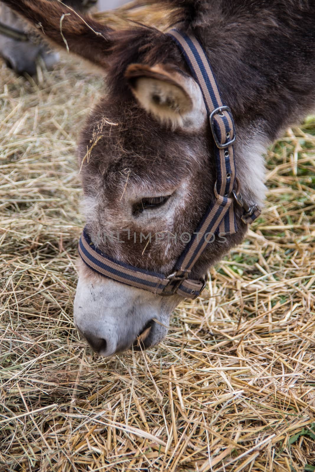 gray brown donkey eating