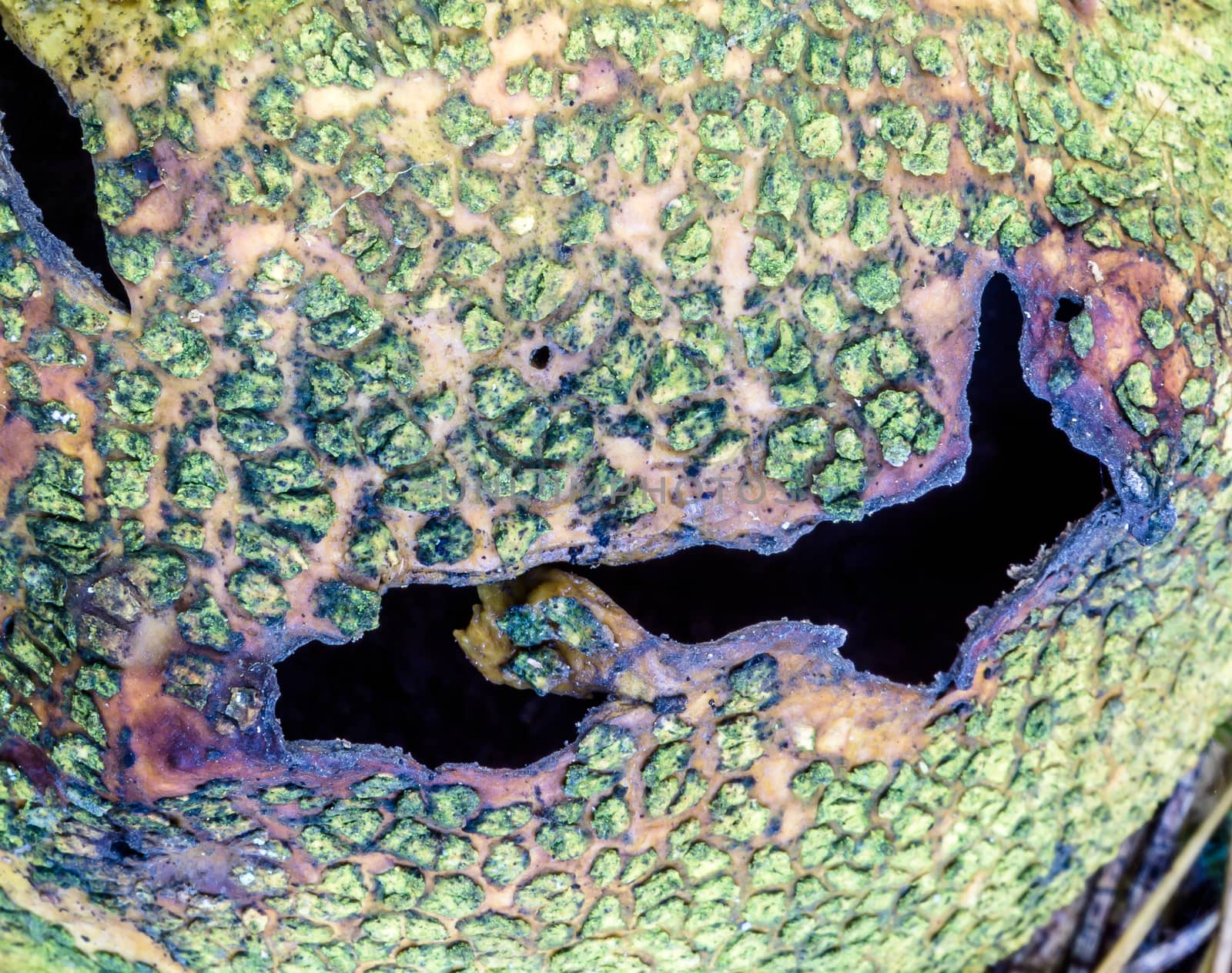 Bovist (Bovista plumbea) after dusting, close-up of the burst mushroom