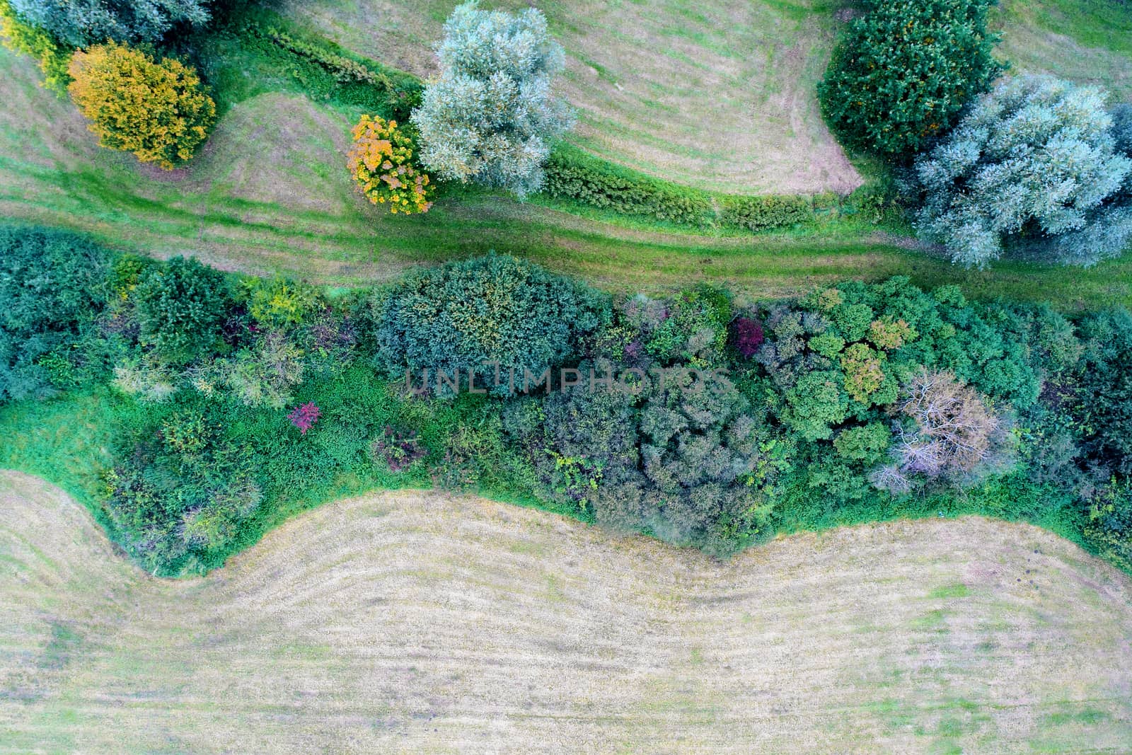 Mowed meadow with bush row and trees, aerial view, altitude sixty meters