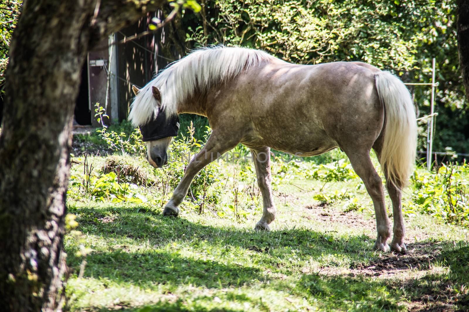 Apple mold grazes on pasture