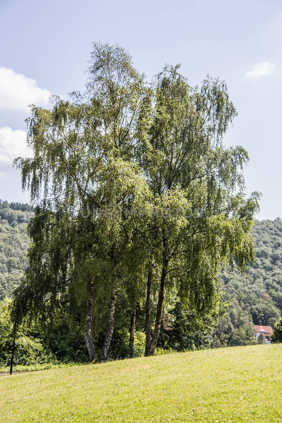 spa gardens Freudenberg with old trees