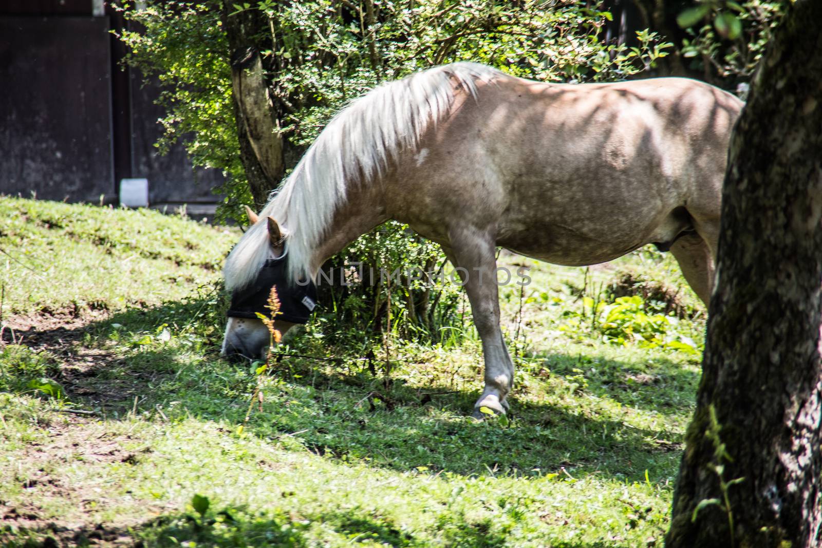 Apple mold grazes on pasture