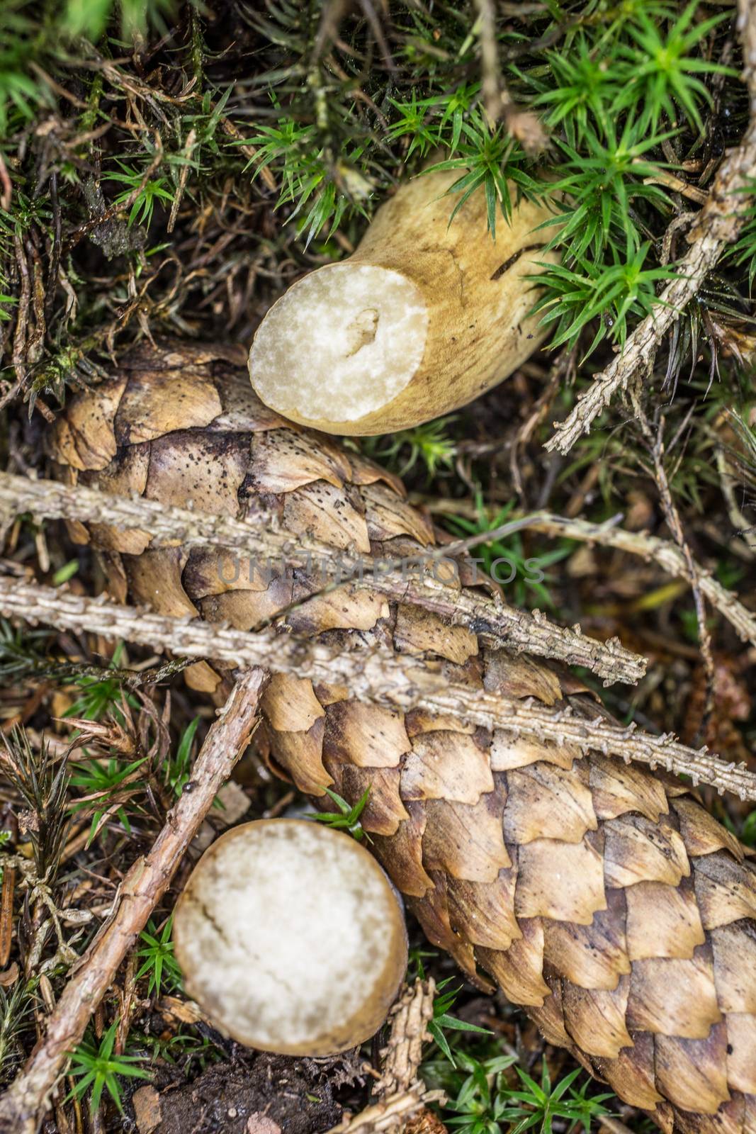 Mushroom stumps in the forest floor with cones