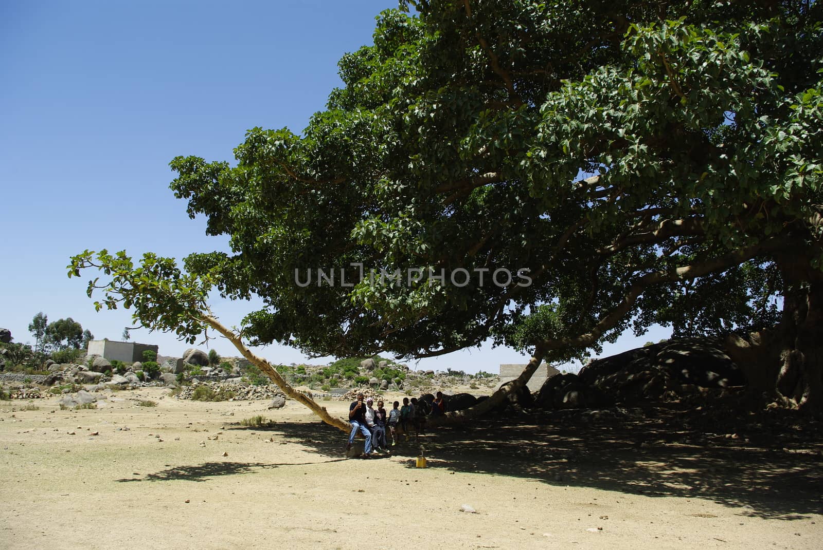 Eritrea, Africa - 08/10/2019: Travelling around the vilages near Asmara and Massawa. An amazing caption of the trees, mountains and some old typical houses with very hot climate in Eritrea.