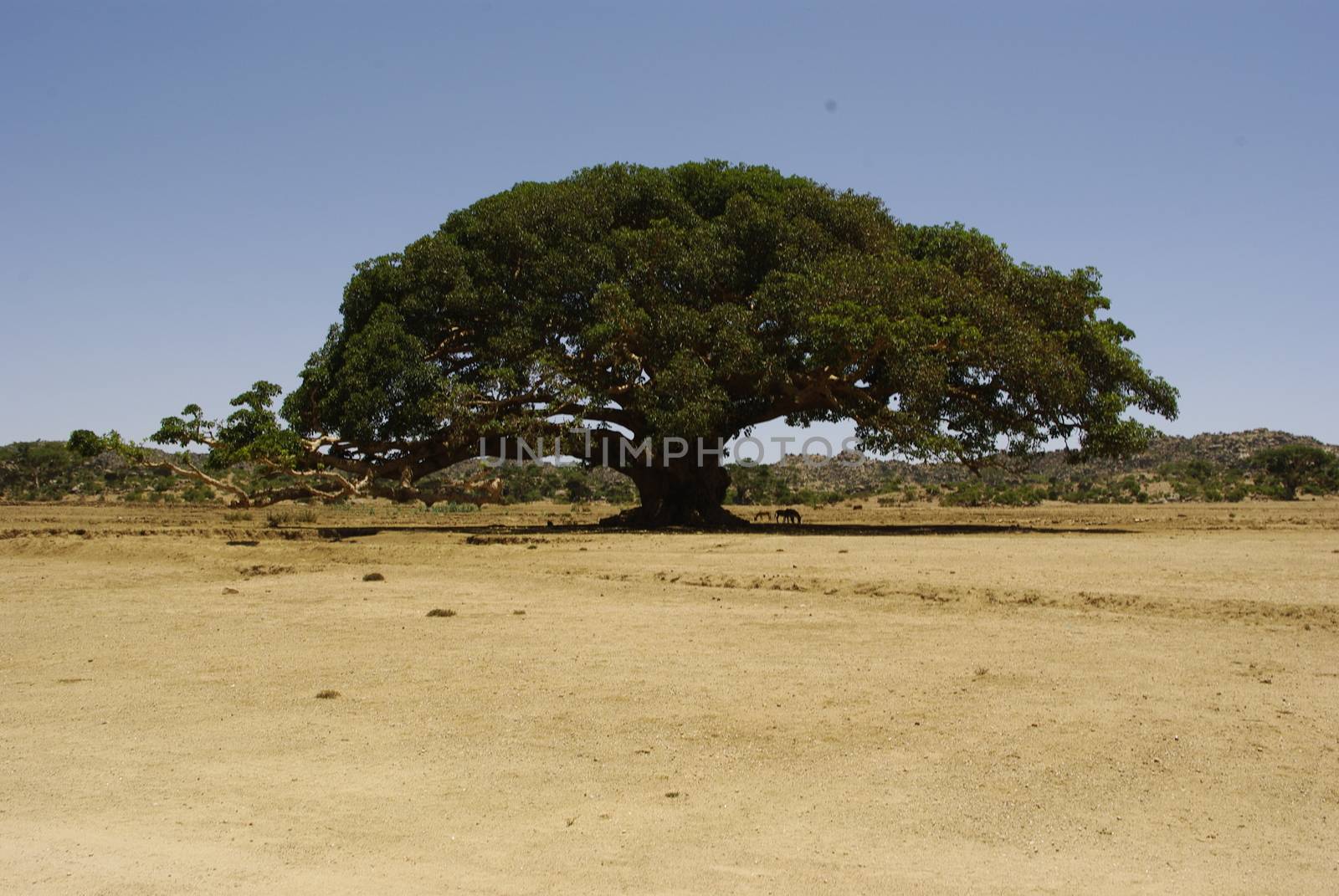 Travelling around Eritrea by yohananegusse