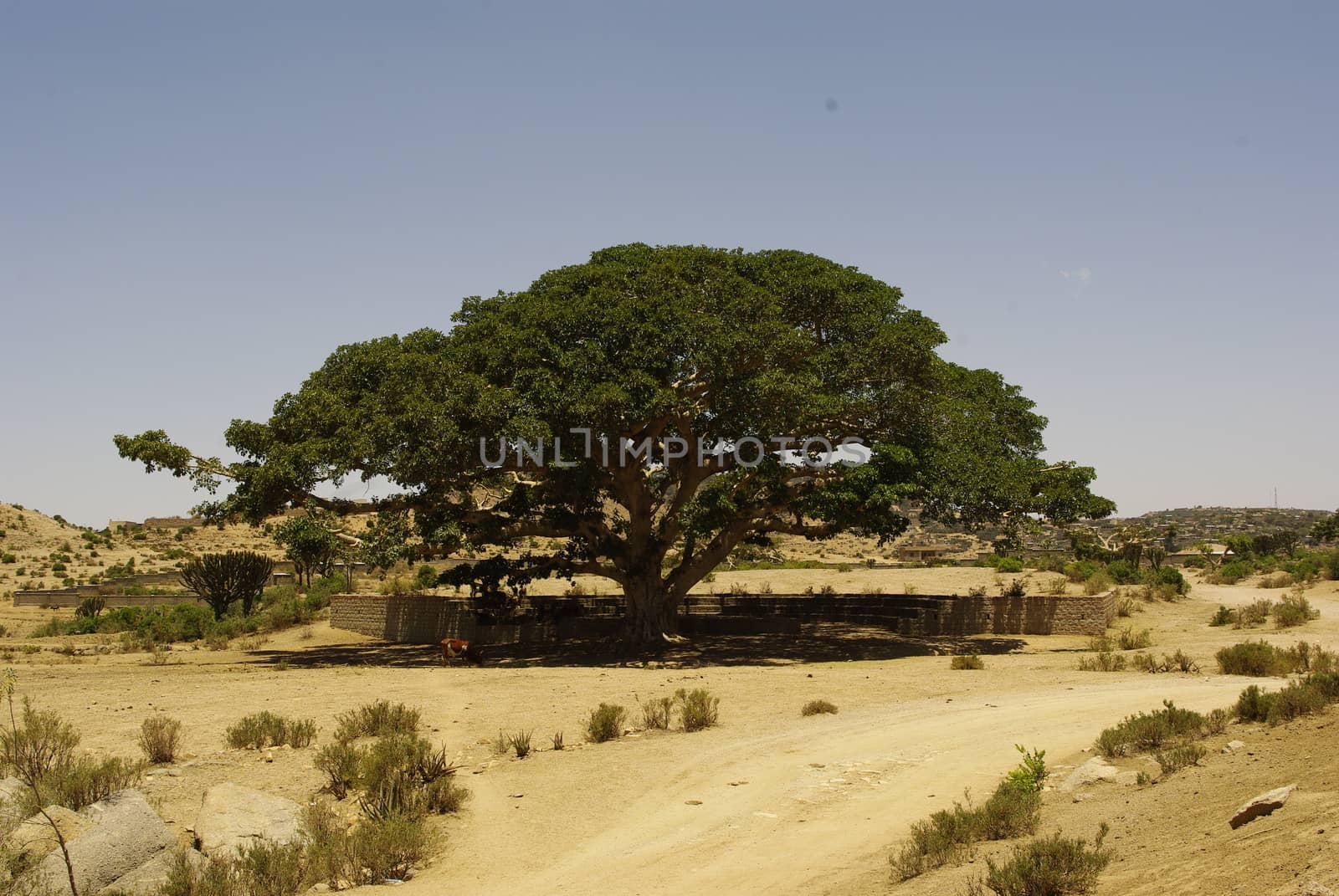 Eritrea, Africa - 08/10/2019: Travelling around the vilages near Asmara and Massawa. An amazing caption of the trees, mountains and some old typical houses with very hot climate in Eritrea.