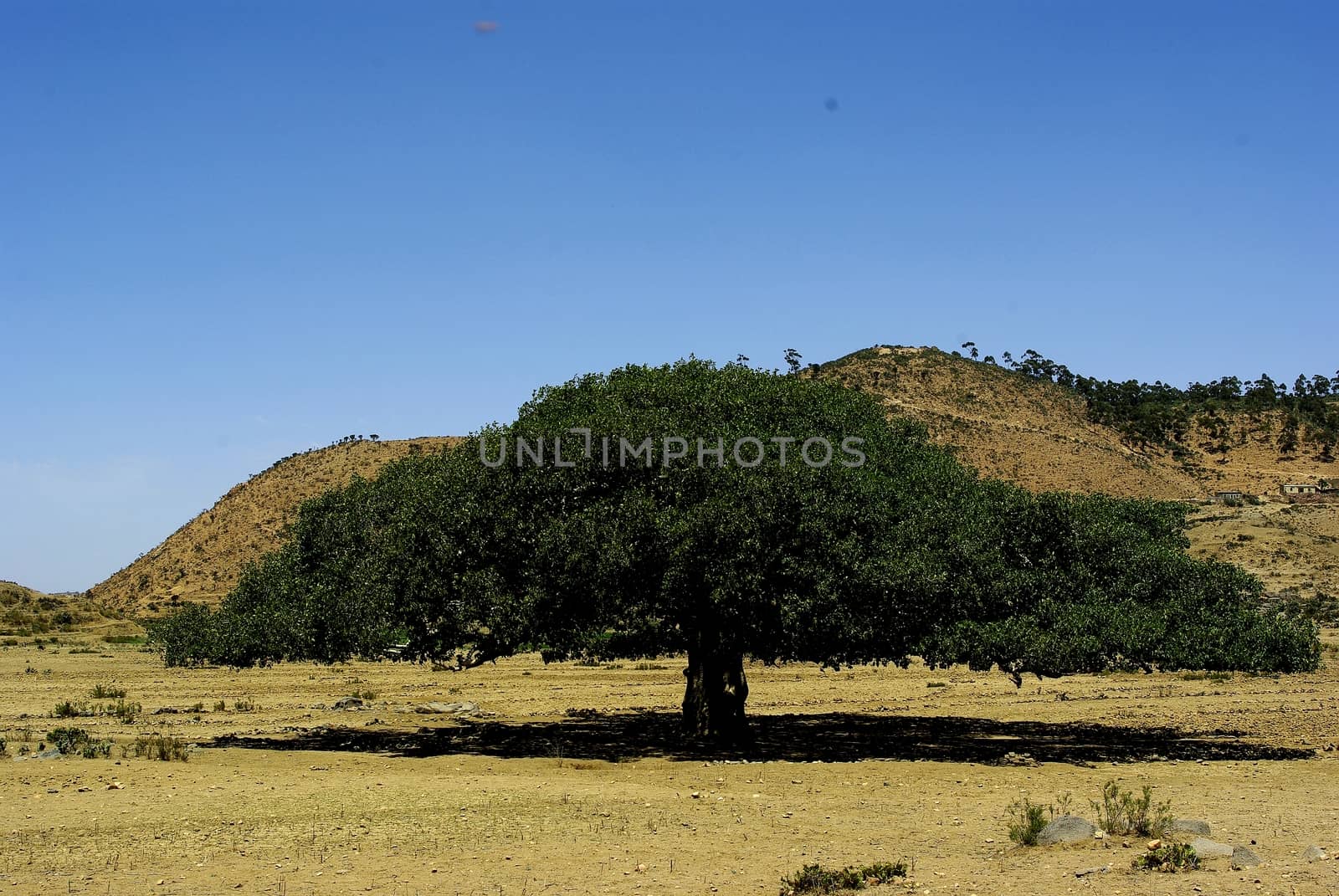 Eritrea, Africa - 08/10/2019: Travelling around the vilages near Asmara and Massawa. An amazing caption of the trees, mountains and some old typical houses with very hot climate in Eritrea.