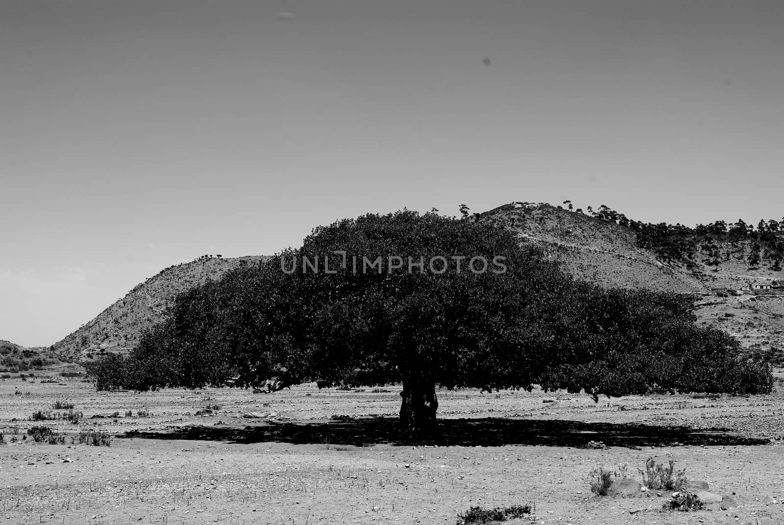 Eritrea, Africa - 08/10/2019: Travelling around the vilages near Asmara and Massawa. An amazing caption of the trees, mountains and some old typical houses with very hot climate in Eritrea.