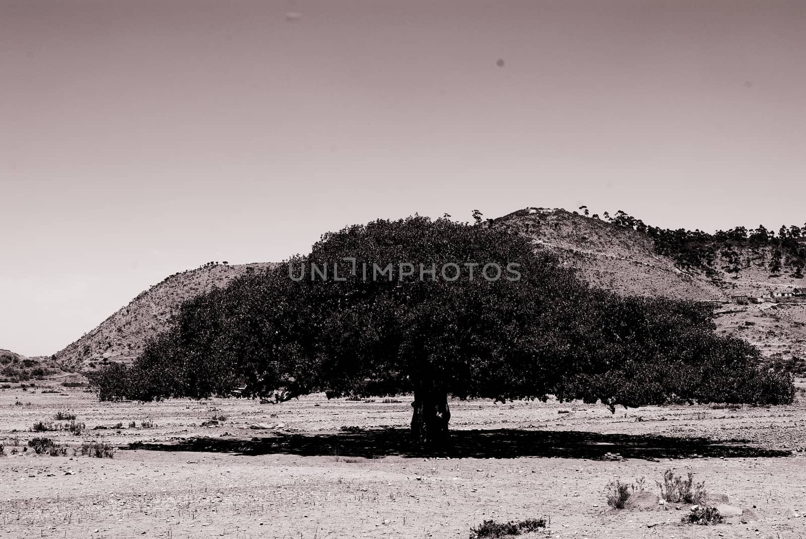 Travelling around Eritrea by yohananegusse