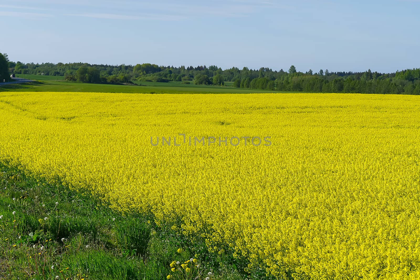 Yellow rapeseed field. Wide angle view of a beautiful field of yellow rapeseed field. Yellow canola field