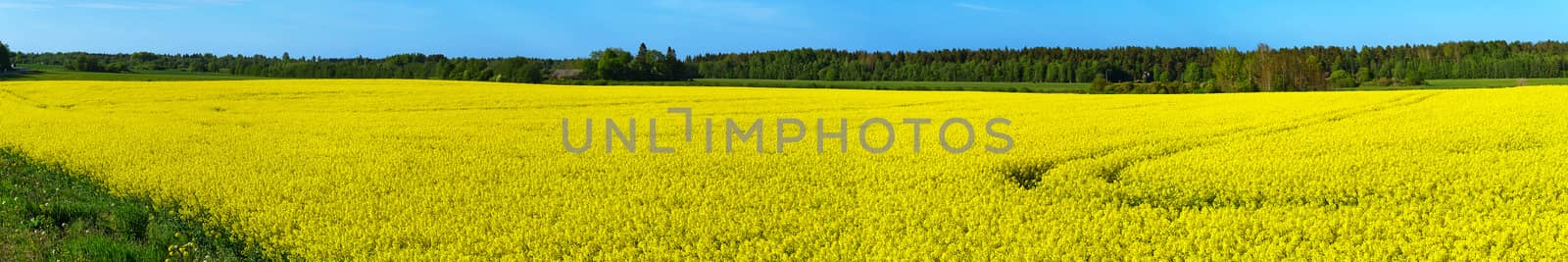 Yellow rapeseed field. Wide angle view of a beautiful field of yellow rapeseed field. Yellow canola field