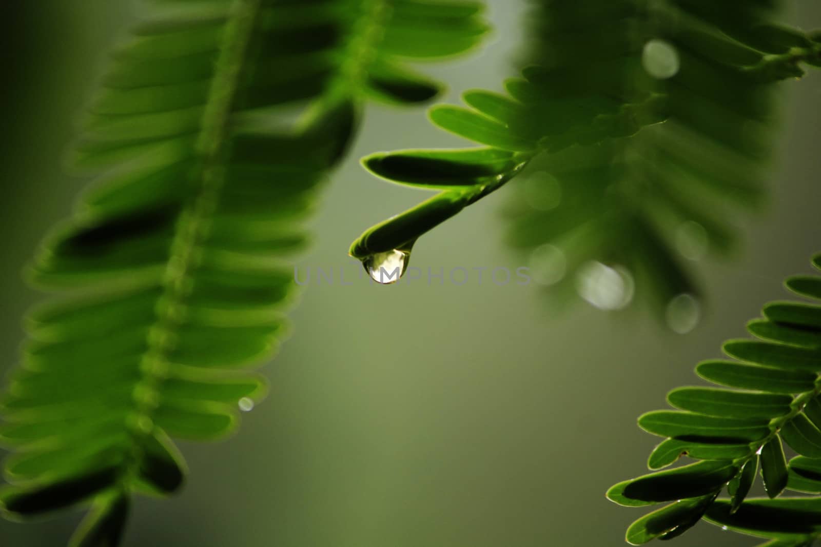 Water drops on leaves in rainy season